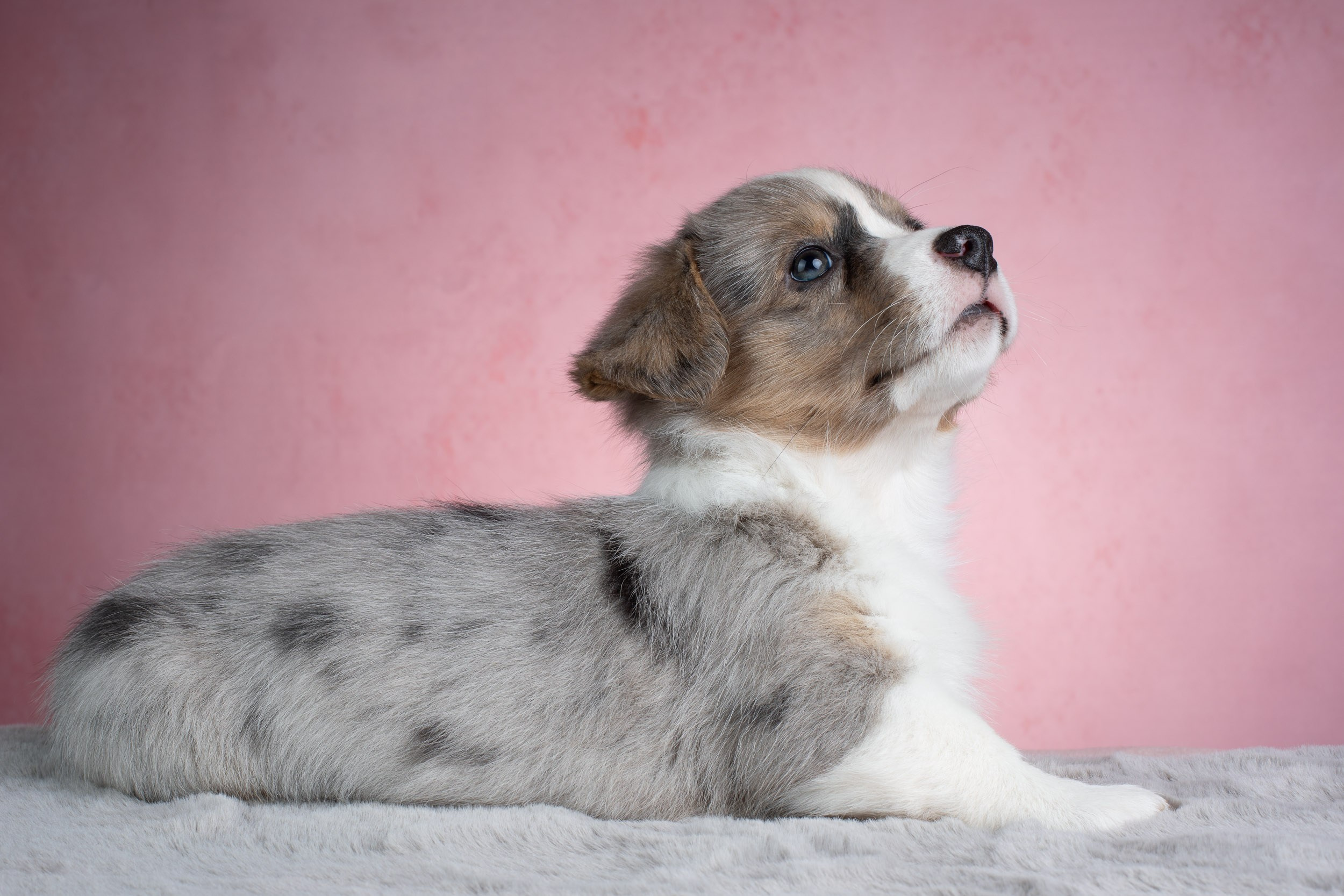 Съемка щенков на розовом фоне. Фотограф-анималист в Москве и Московской области Татьяна Фролова