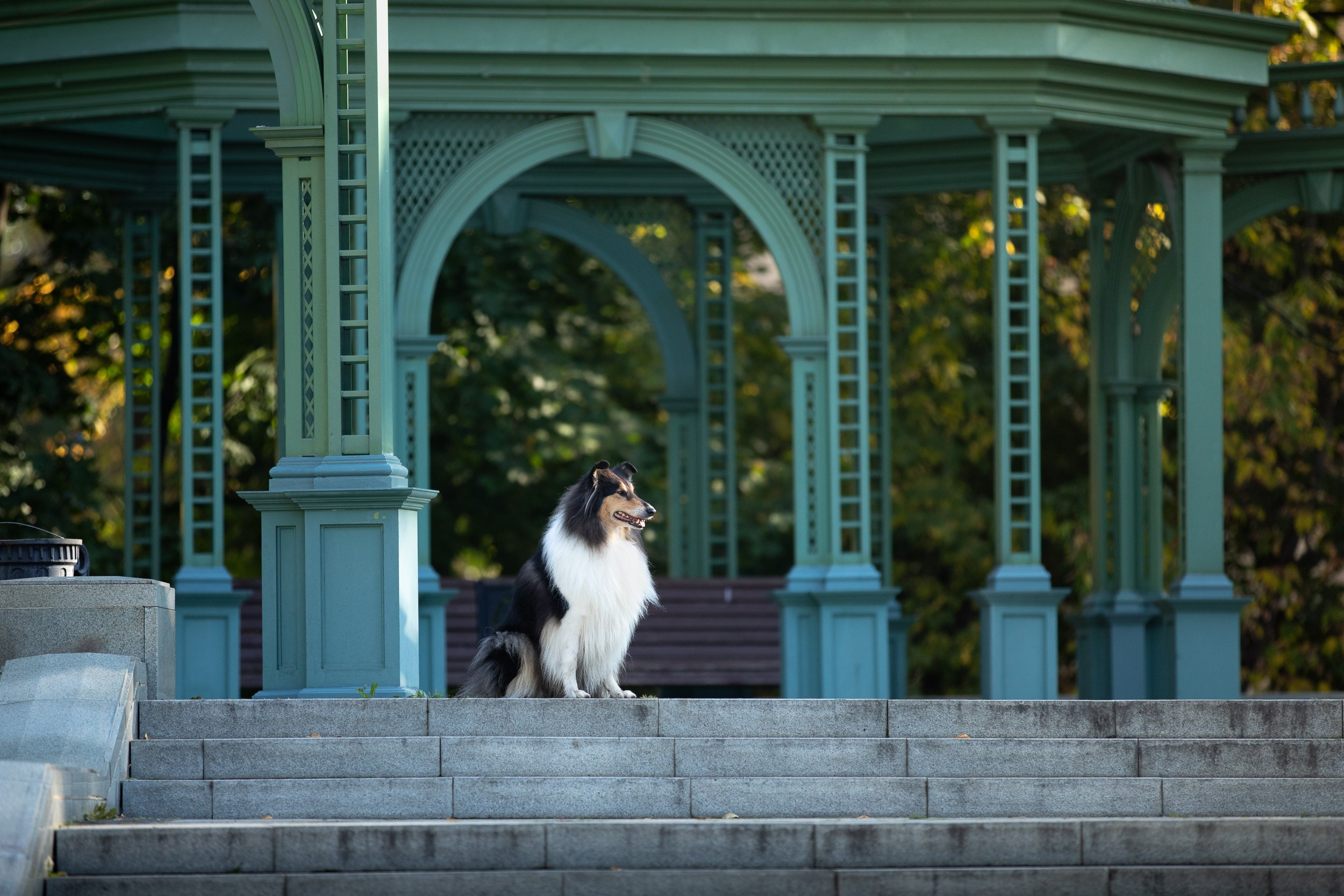 Съемка с питомцем на рассвете в Москве. Фотограф-анималист в Москве и Московской области Татьяна Фролова