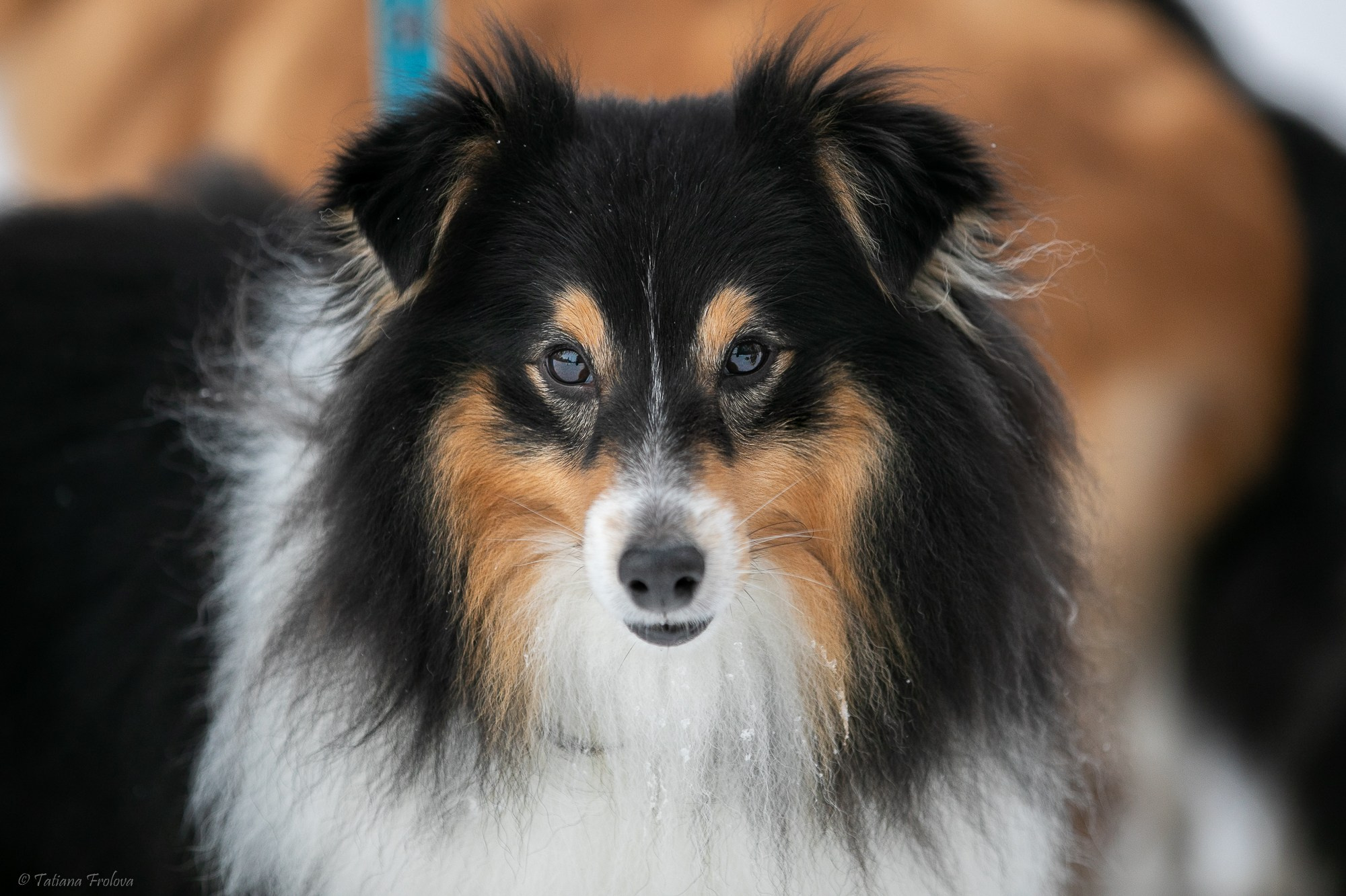 Фотосъемка похода с собаками в Московской области. Фотограф-анималист в Москве и Московской области Татьяна Фролова