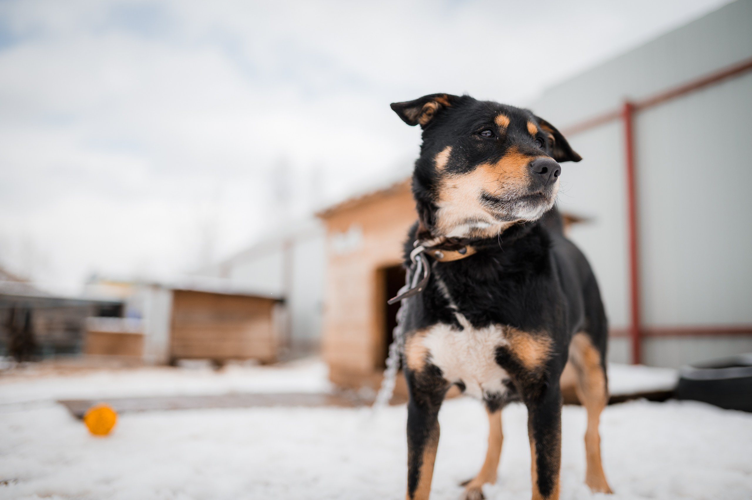 Кира. Улыбка собаки — спасение и пристройство бездомных собак