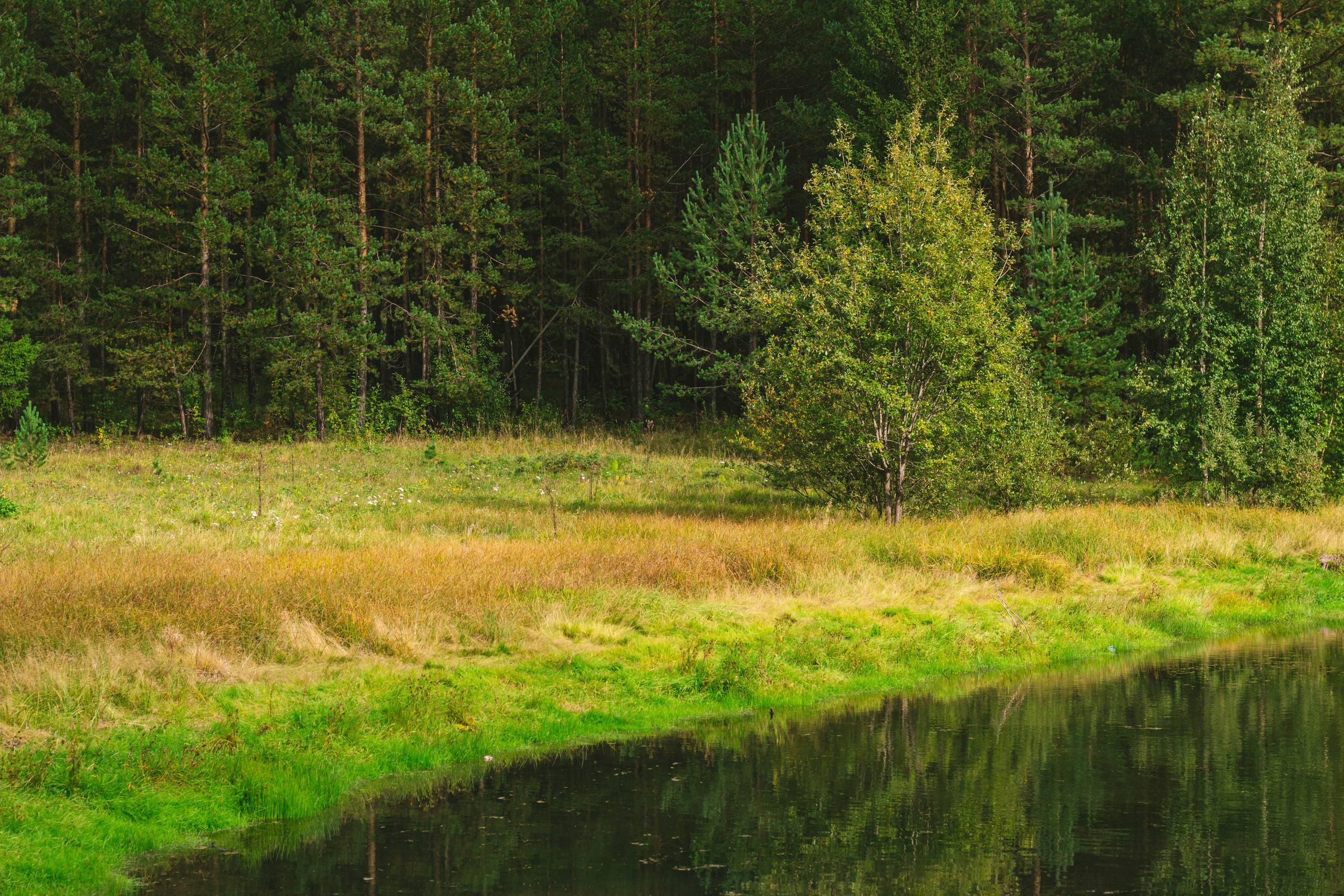 Александр и лес. Фотограф из Первоуральска Роман Заиченко