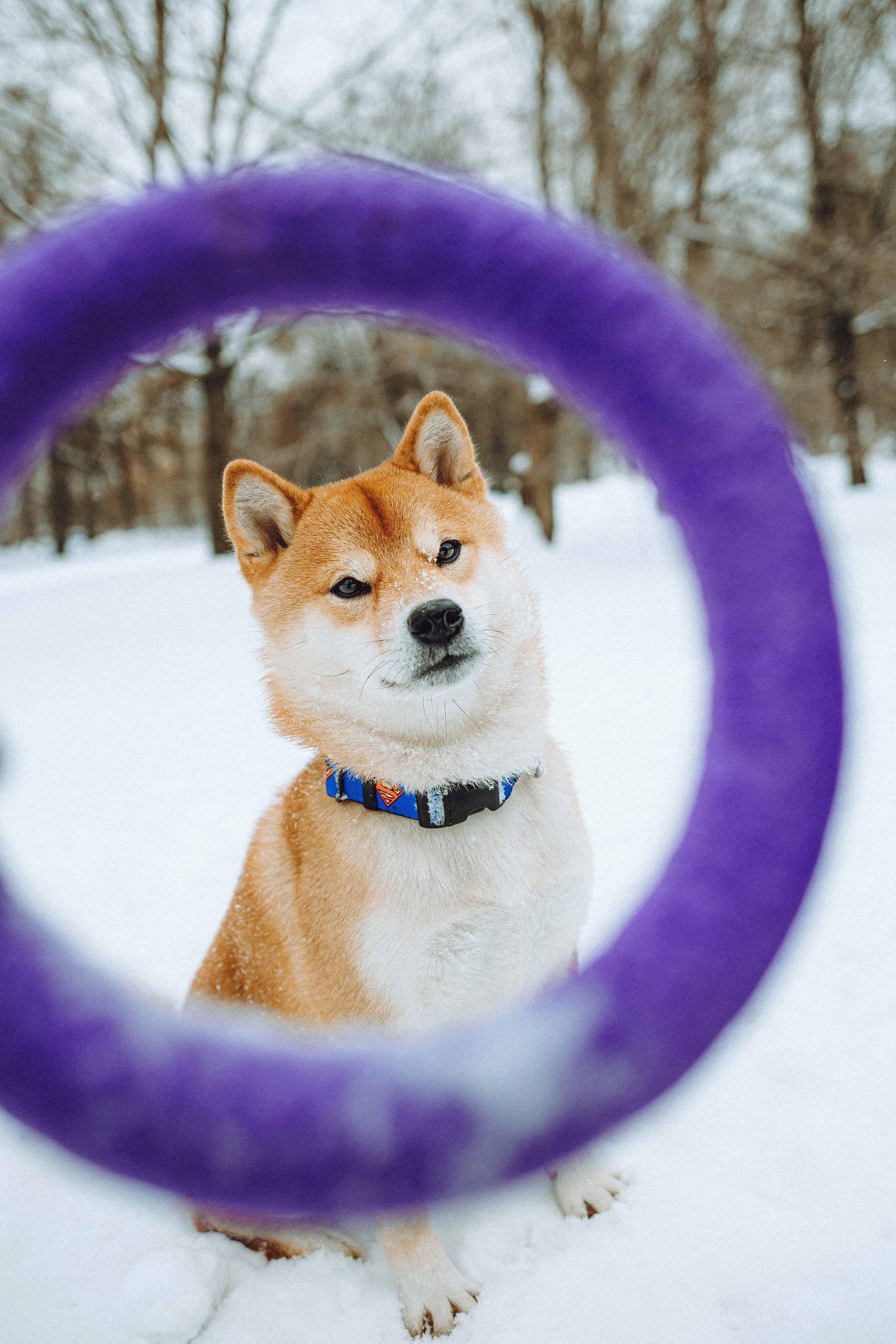 Настя и Ронин