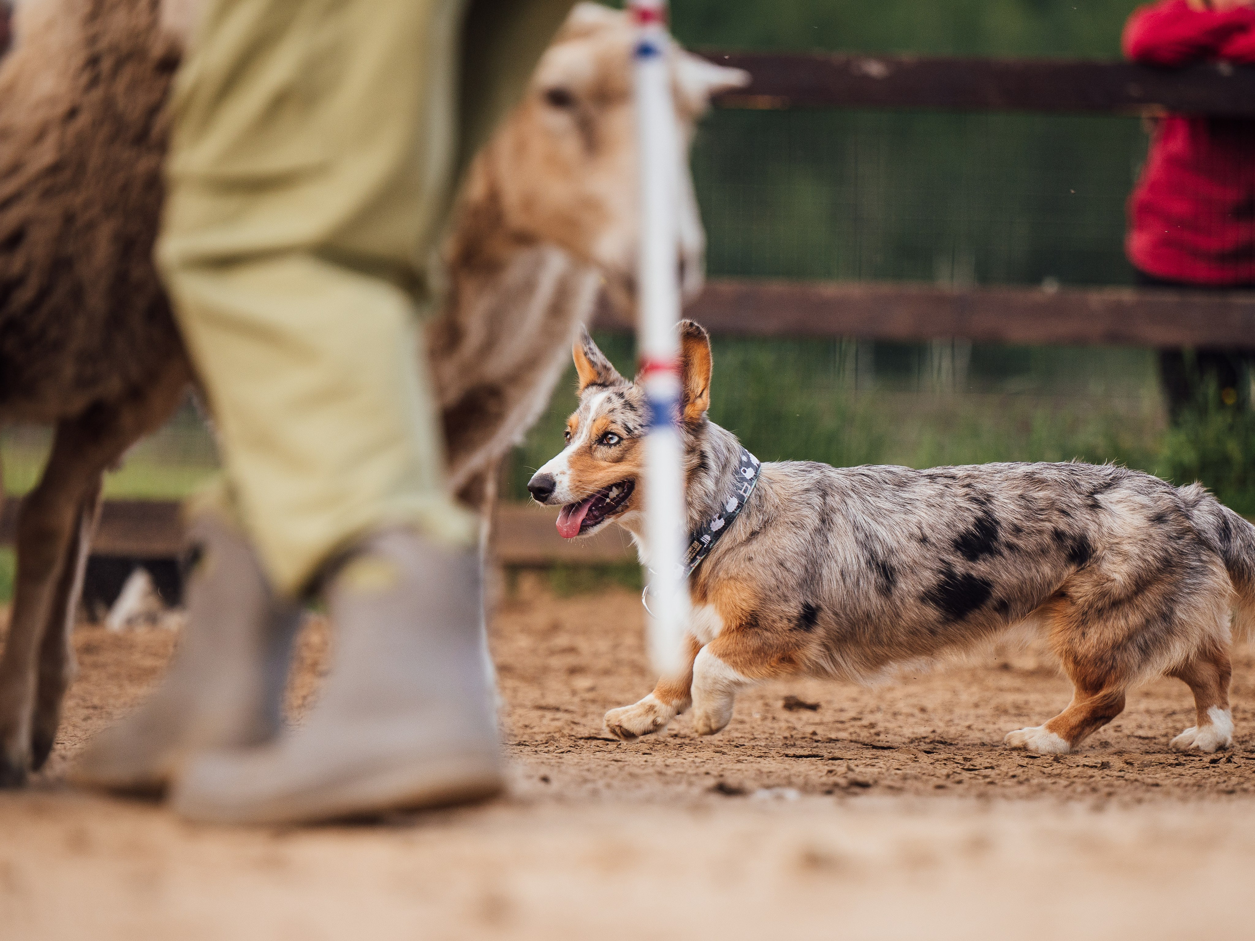 Пастьба. Семейный фотограф анималист Ананьева Мария — Москва