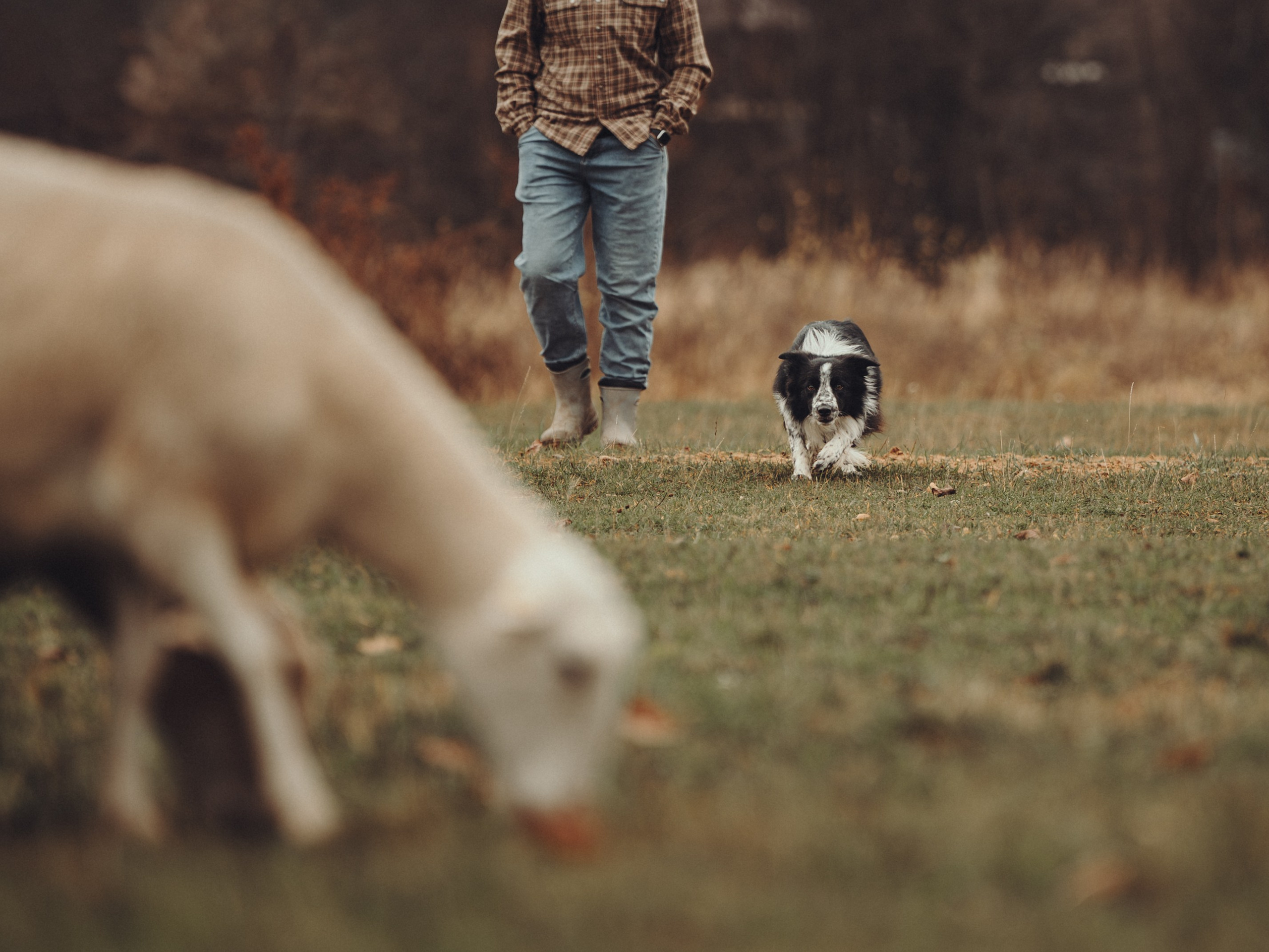 Настя и Рэги на ферме. Семейный фотограф анималист Ананьева Мария — Москва