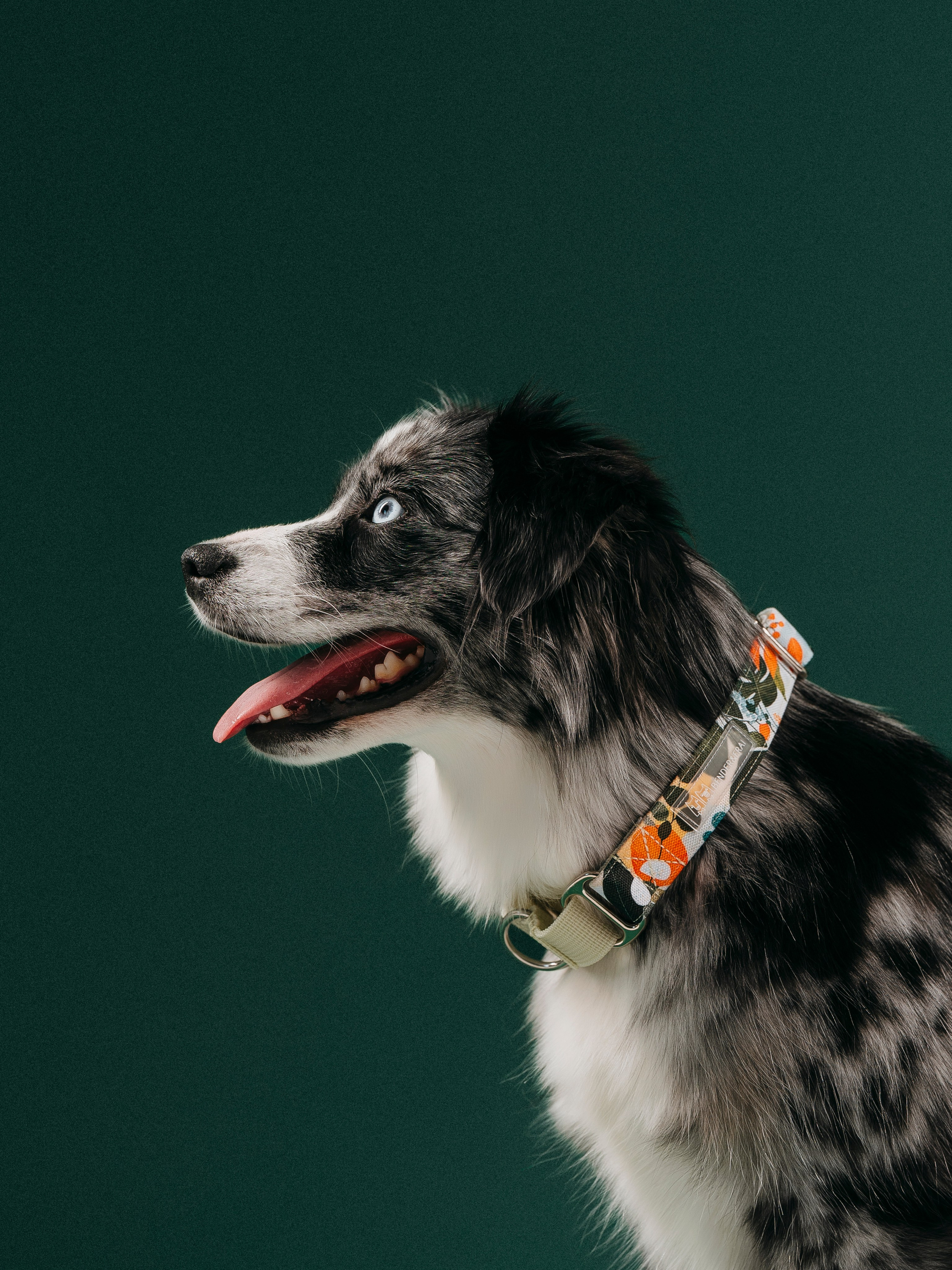 B&F. Амуниция. Семейный фотограф анималист Ананьева Мария — Москва