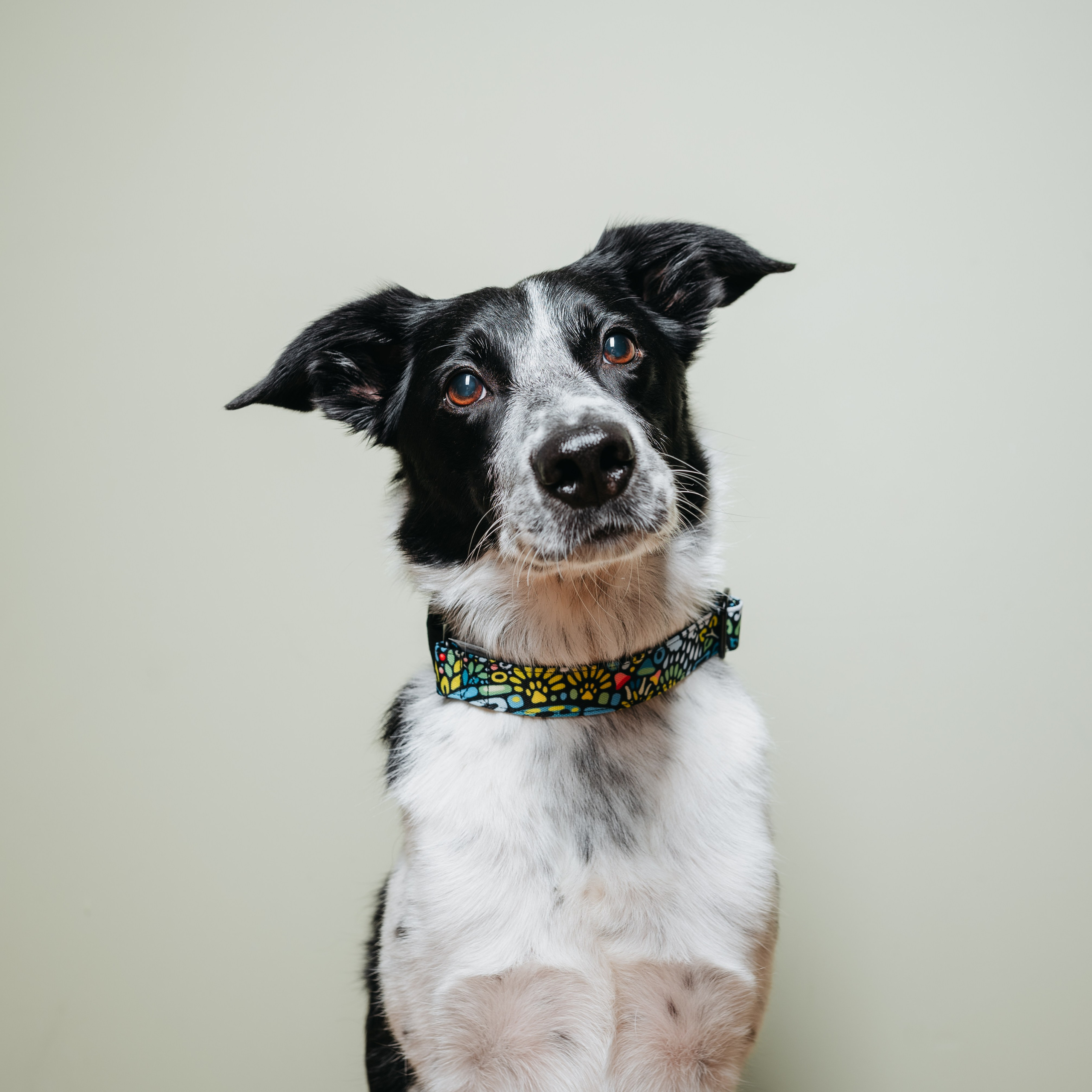 Cosmodog. Амуниция. Семейный фотограф анималист Ананьева Мария — Москва