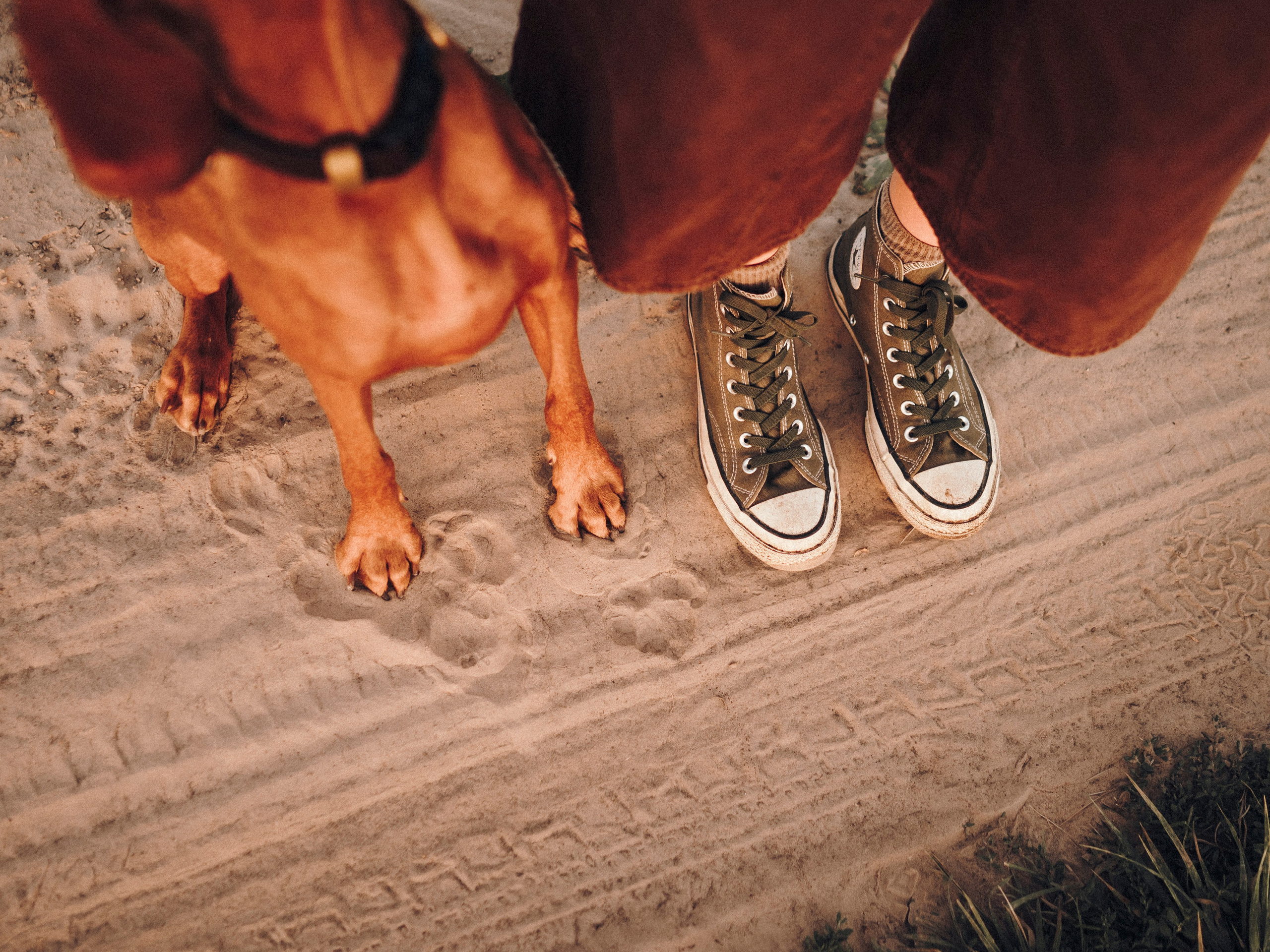 Маша, Трисс и Эста. Семейный фотограф анималист Ананьева Мария — Москва