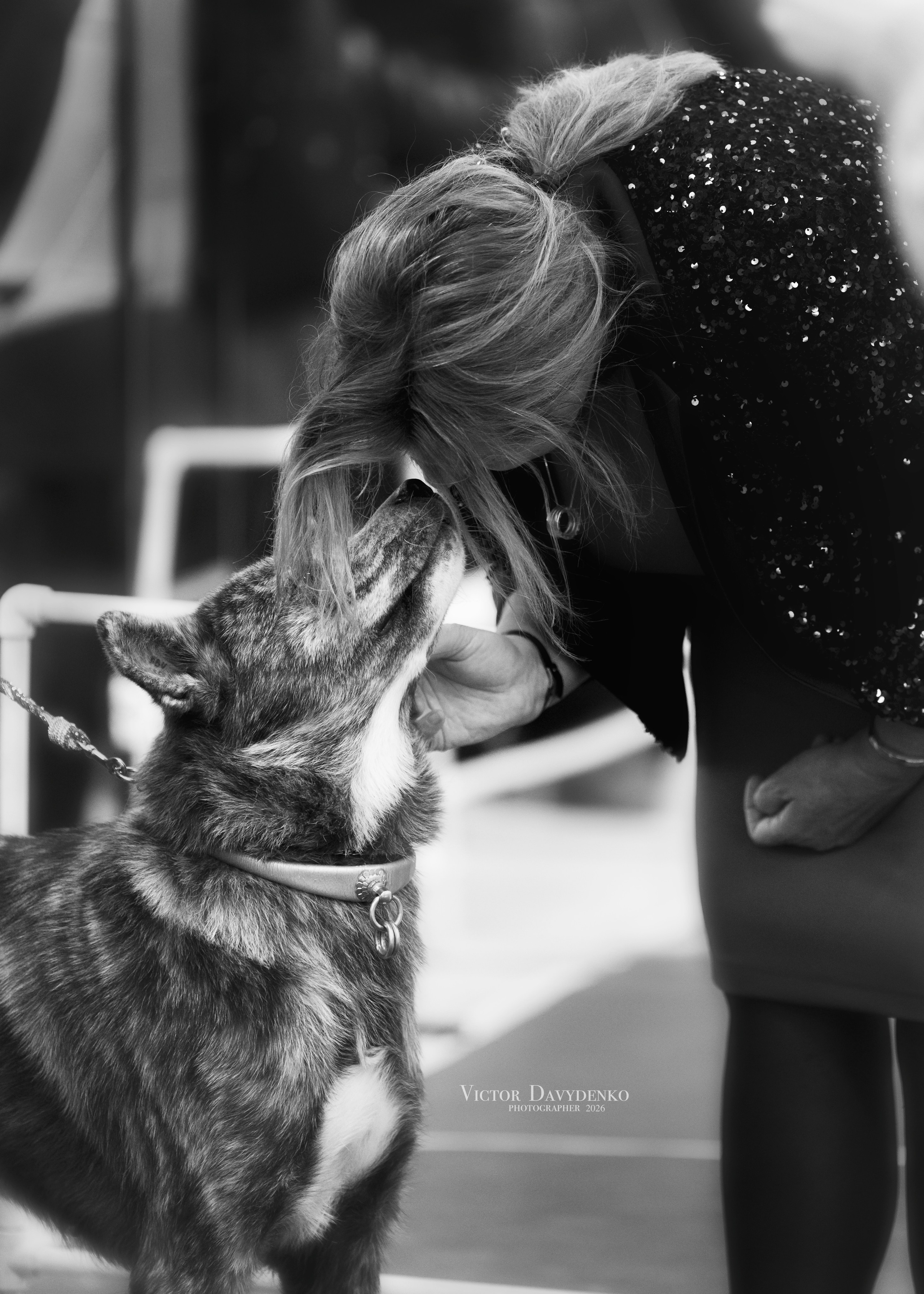 Dog Show. Давыденко Анна / Фотограф Краснодар/Сочи
