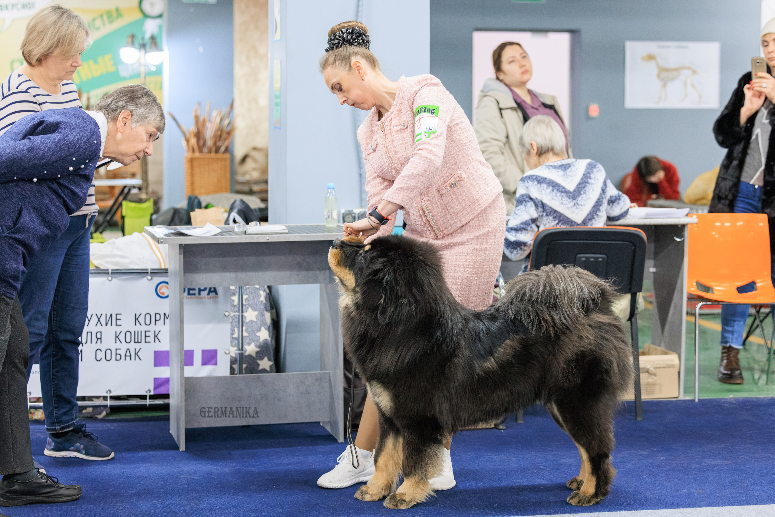 Сфера 08 и 10.03.2024 2хмоно ротвейлеров+2хмоно сао. Фотограф-анималист Юлия Германика