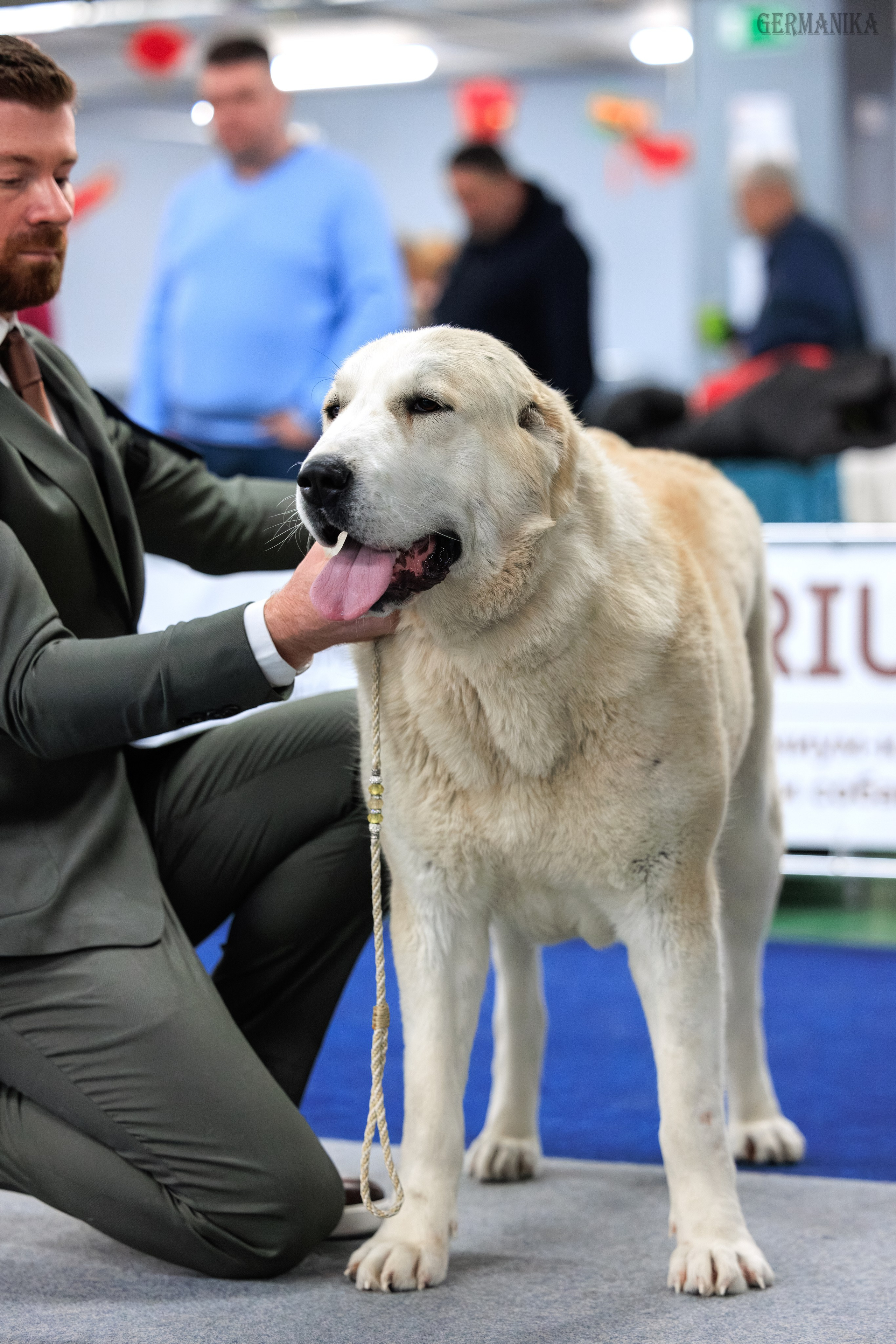 Сфера 08 и 10.03.2024 2хмоно ротвейлеров+2хмоно сао. Фотограф-анималист Юлия Германика