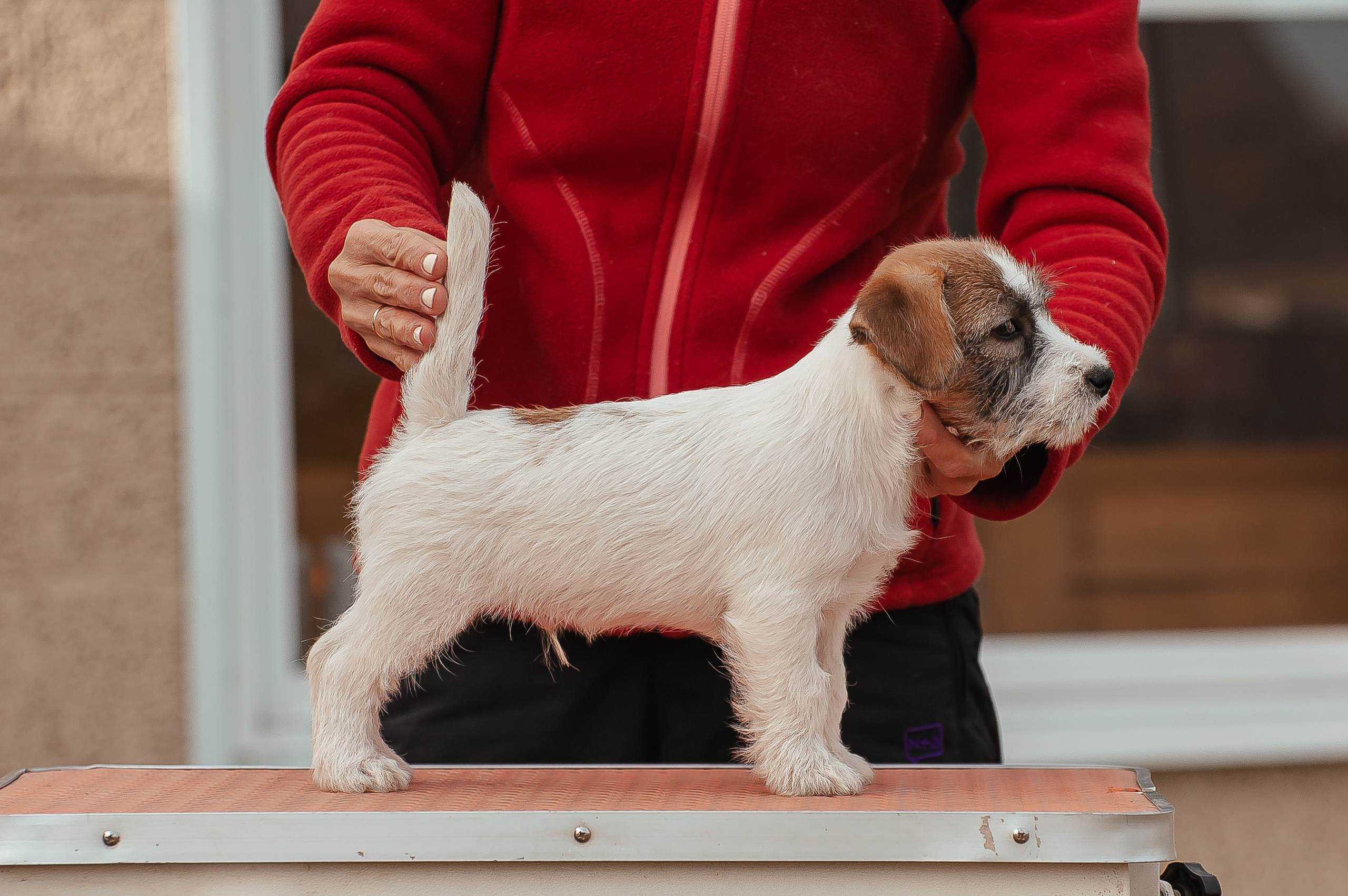 Щенок кобель ДРТ. КАНЕ МАЭСТРО — питомник Джек рассел терьеров