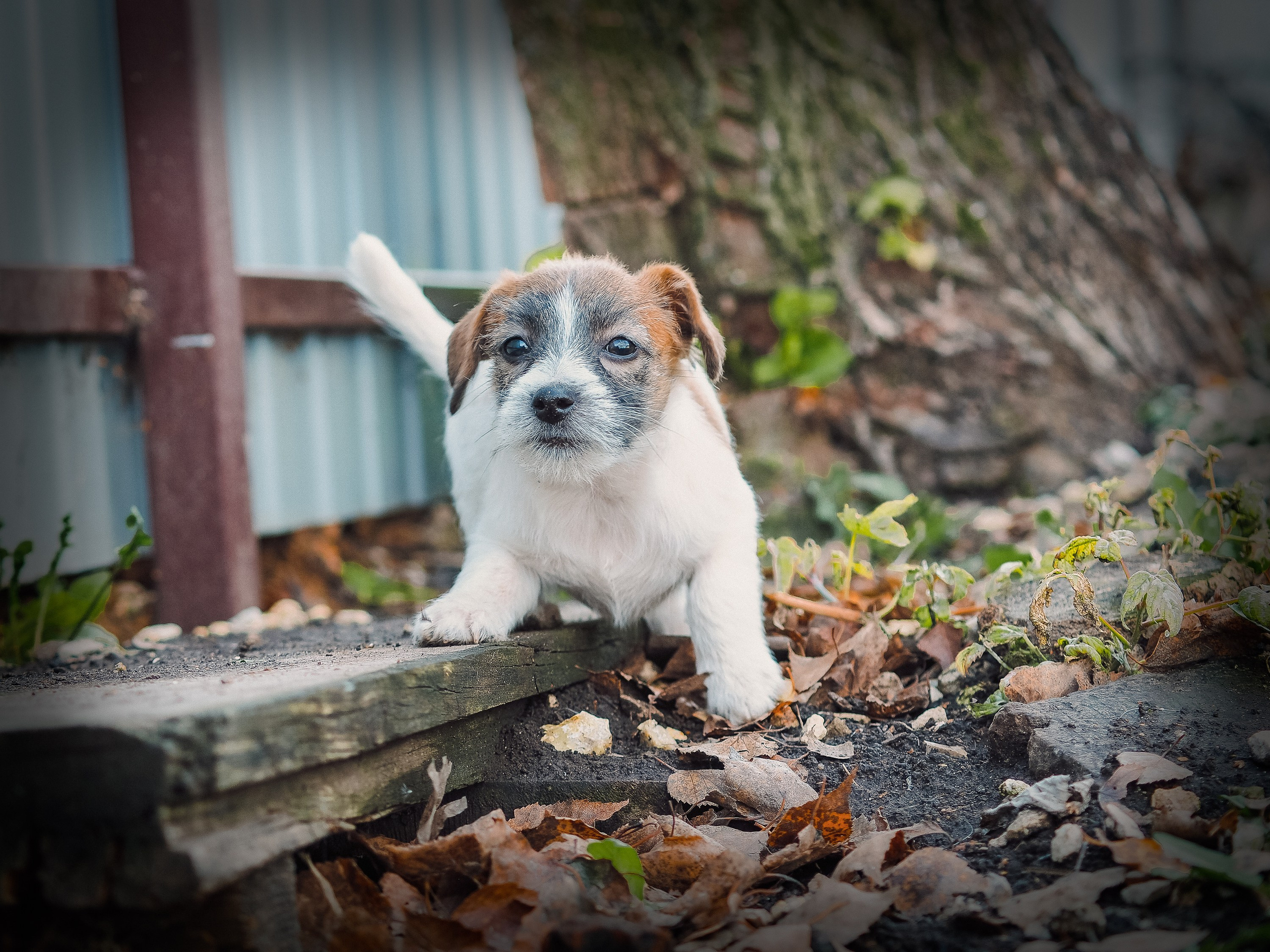 X_female_2_b-t. CANE MAESTRO — kennel Jack Russell Terrier