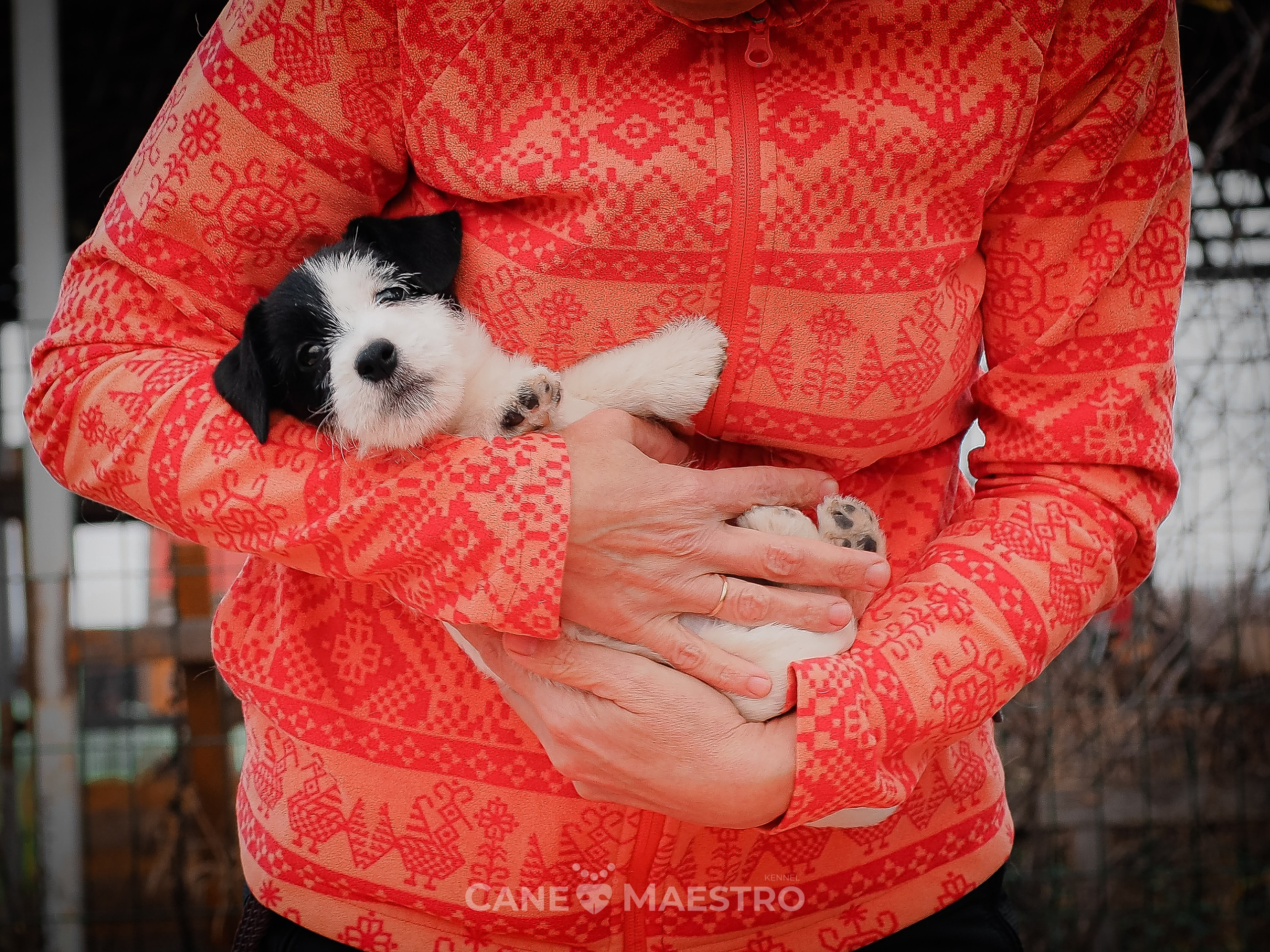 КОБ_Z_2_BLACK_27_08_2025. КАНЕ МАЭСТРО — питомник Джек рассел терьеров