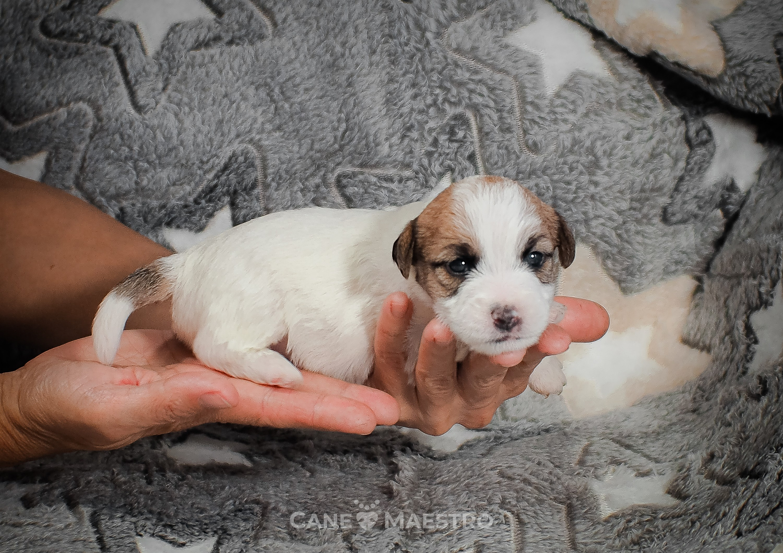 Сука2_БР_27_08_25. CANE MAESTRO — kennel Jack Russell Terrier