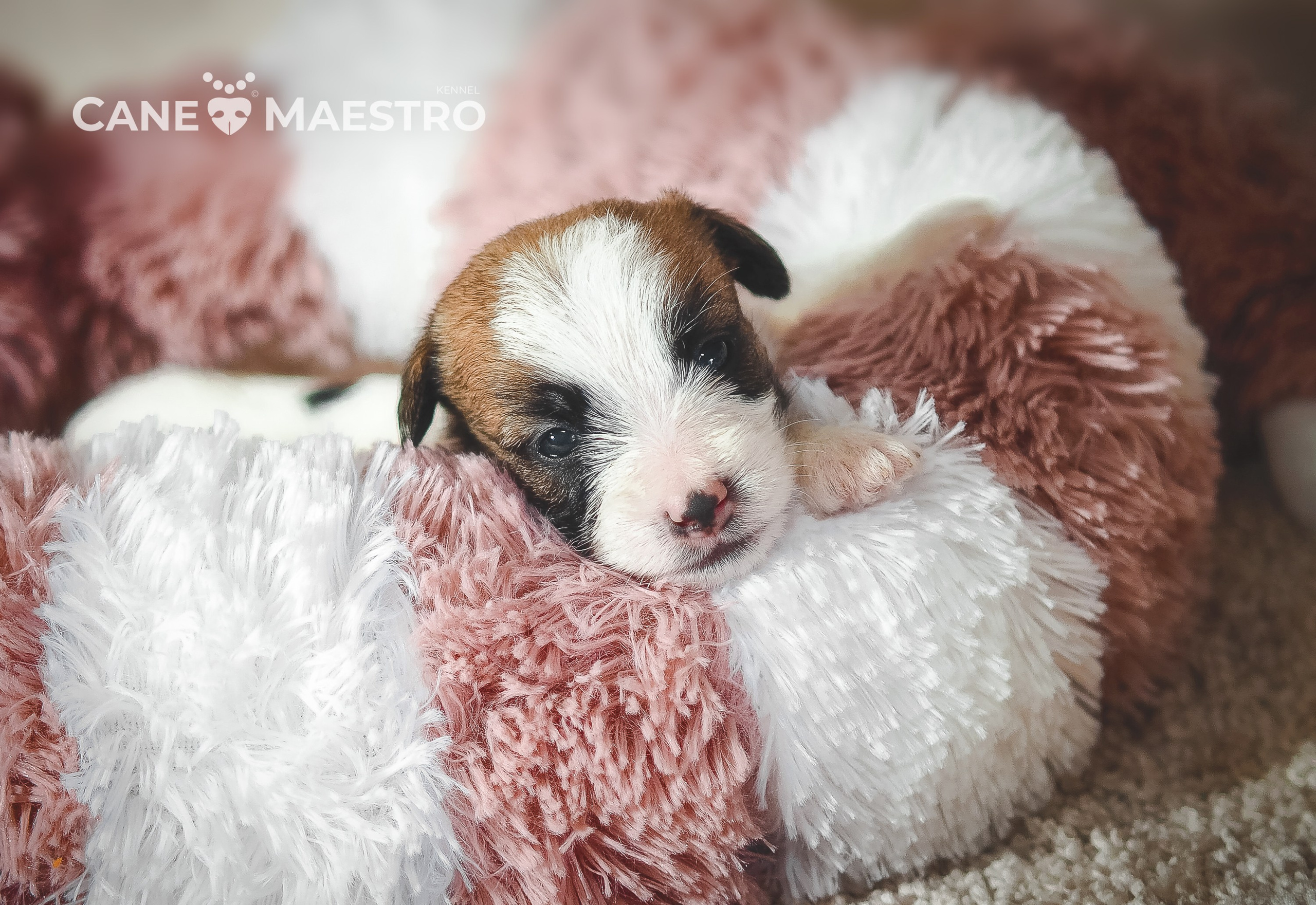 Щенок кобель ДРТ. КАНЕ МАЭСТРО — питомник Джек рассел терьеров