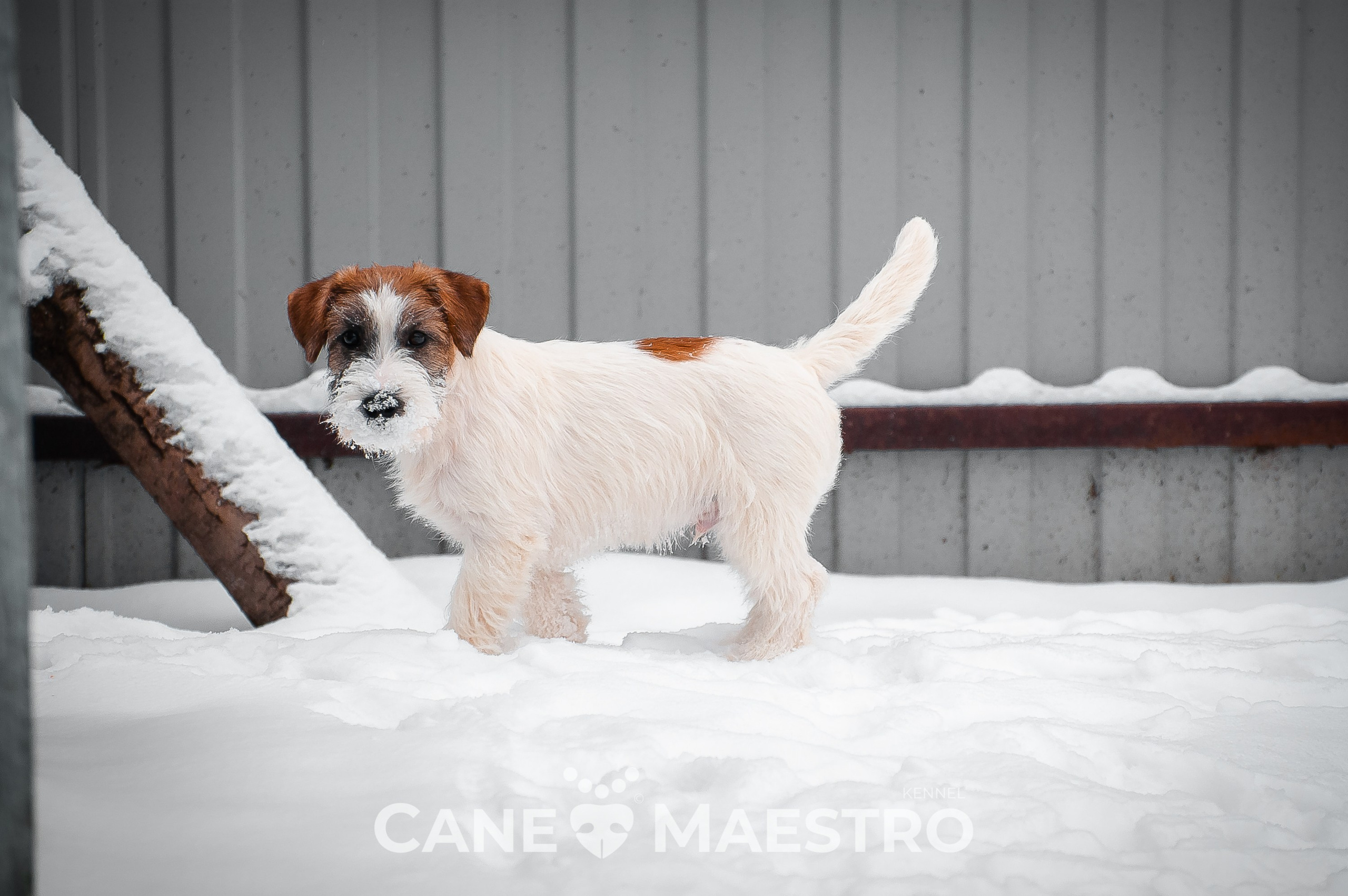 Щенок кобель ДРТ. КАНЕ МАЭСТРО — питомник Джек рассел терьеров