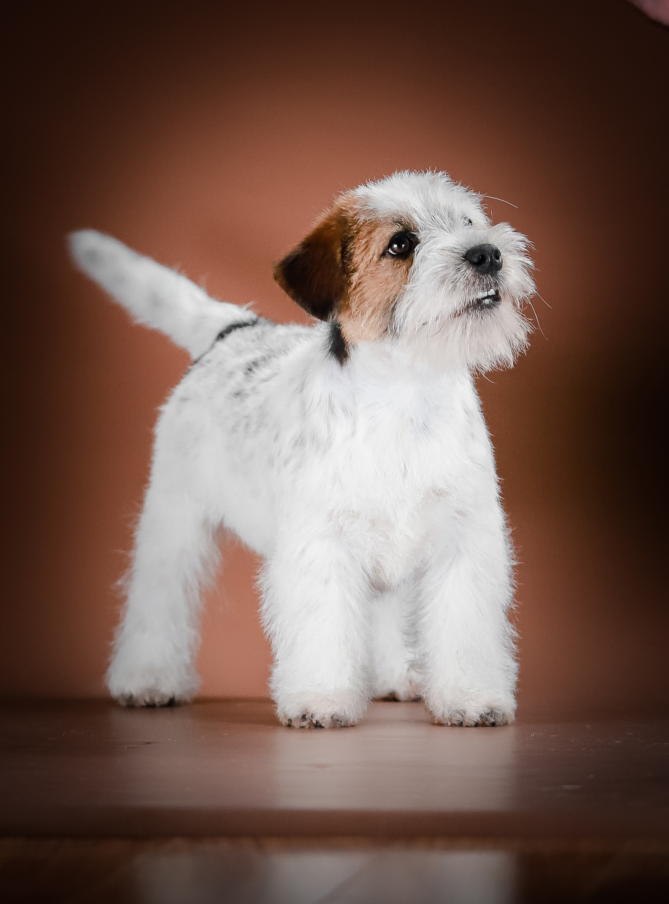 Триколорный кобель. Жесткошерстный. Джек рассел терьер продажа. КАНЕ МАЭСТРО — питомник Джек рассел терьеров