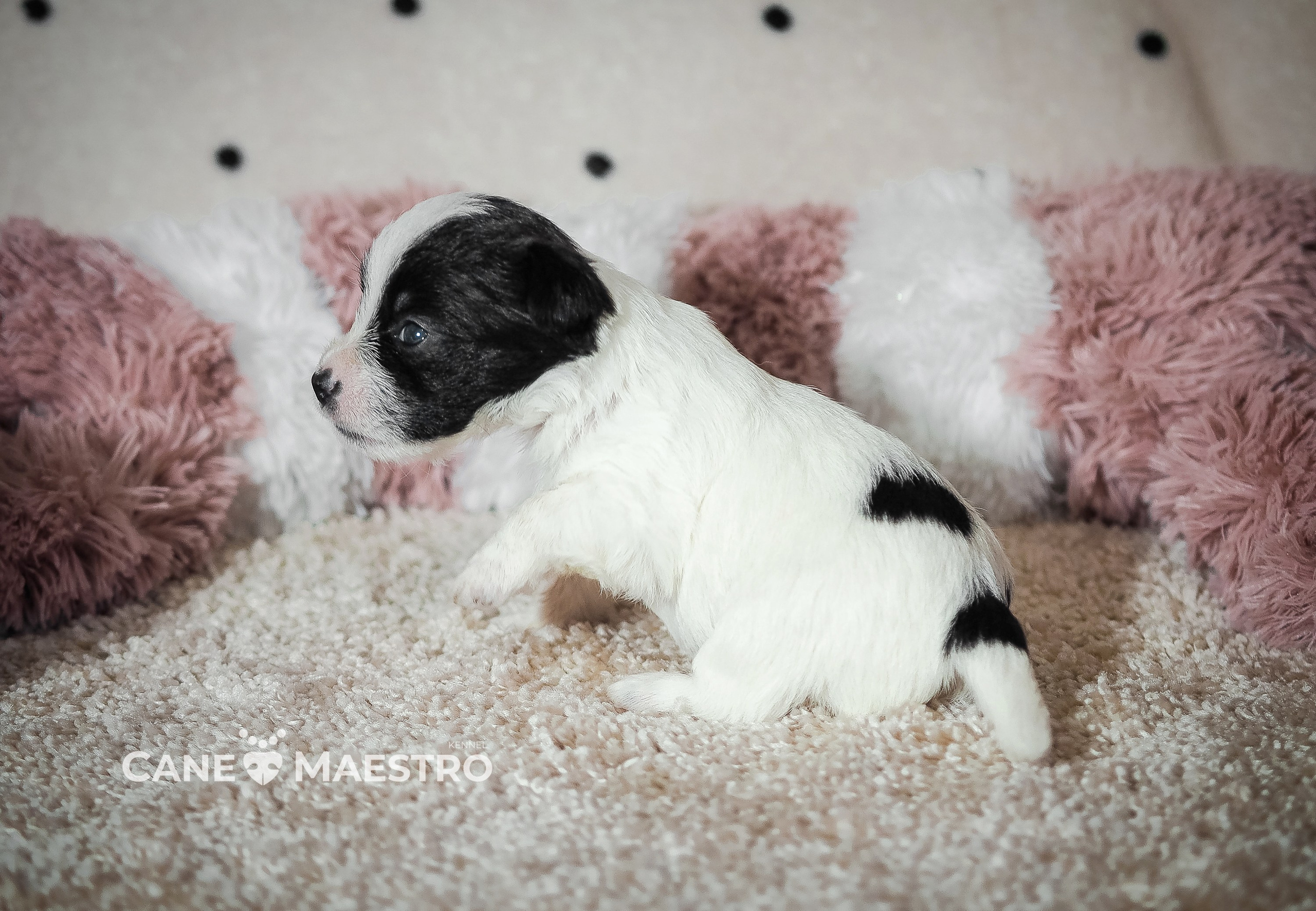 X_female1_b_w. CANE MAESTRO — kennel Jack Russell Terrier