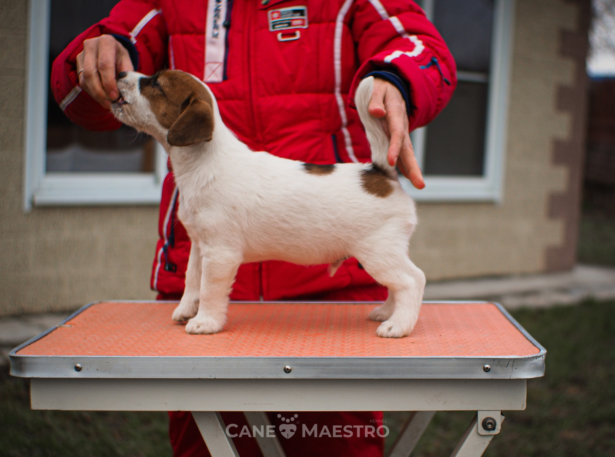 3КОБЛ_СНЕГОВИК. CANE MAESTRO — kennel Jack Russell Terrier