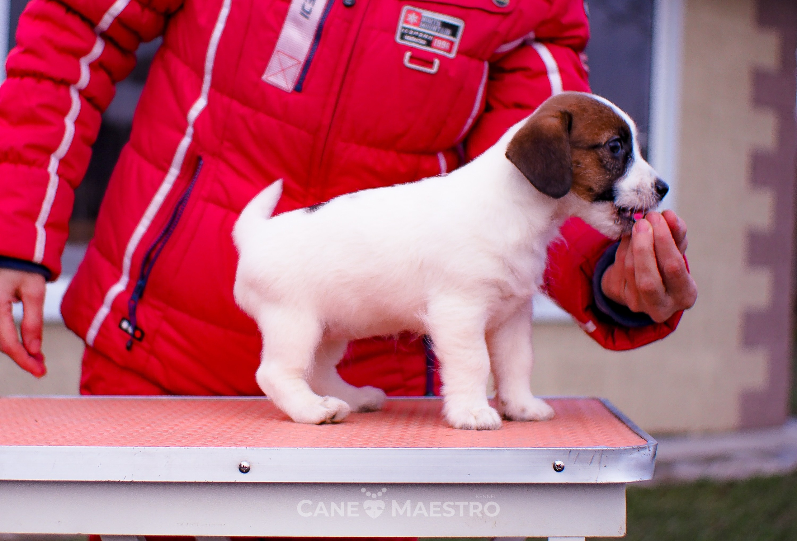 3_Девочка_СНЕЖНАЯ_Ц. CANE MAESTRO — kennel Jack Russell Terrier