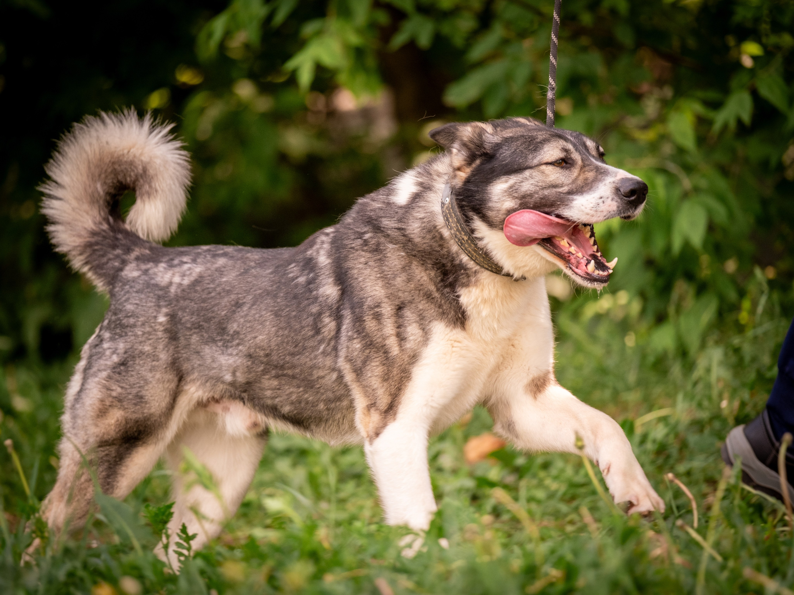 Приют Бирюлёво — для Надежды!. Зоофотограф, фотограф животных в Москве и области Дина Дамоцева