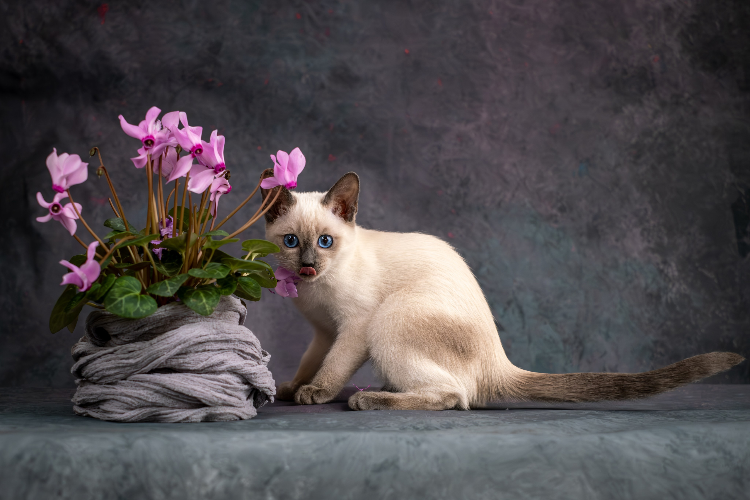 Тайские котята для Никиты и Ольги. Зоофотограф, фотограф животных в Москве и области Дина Дамоцева