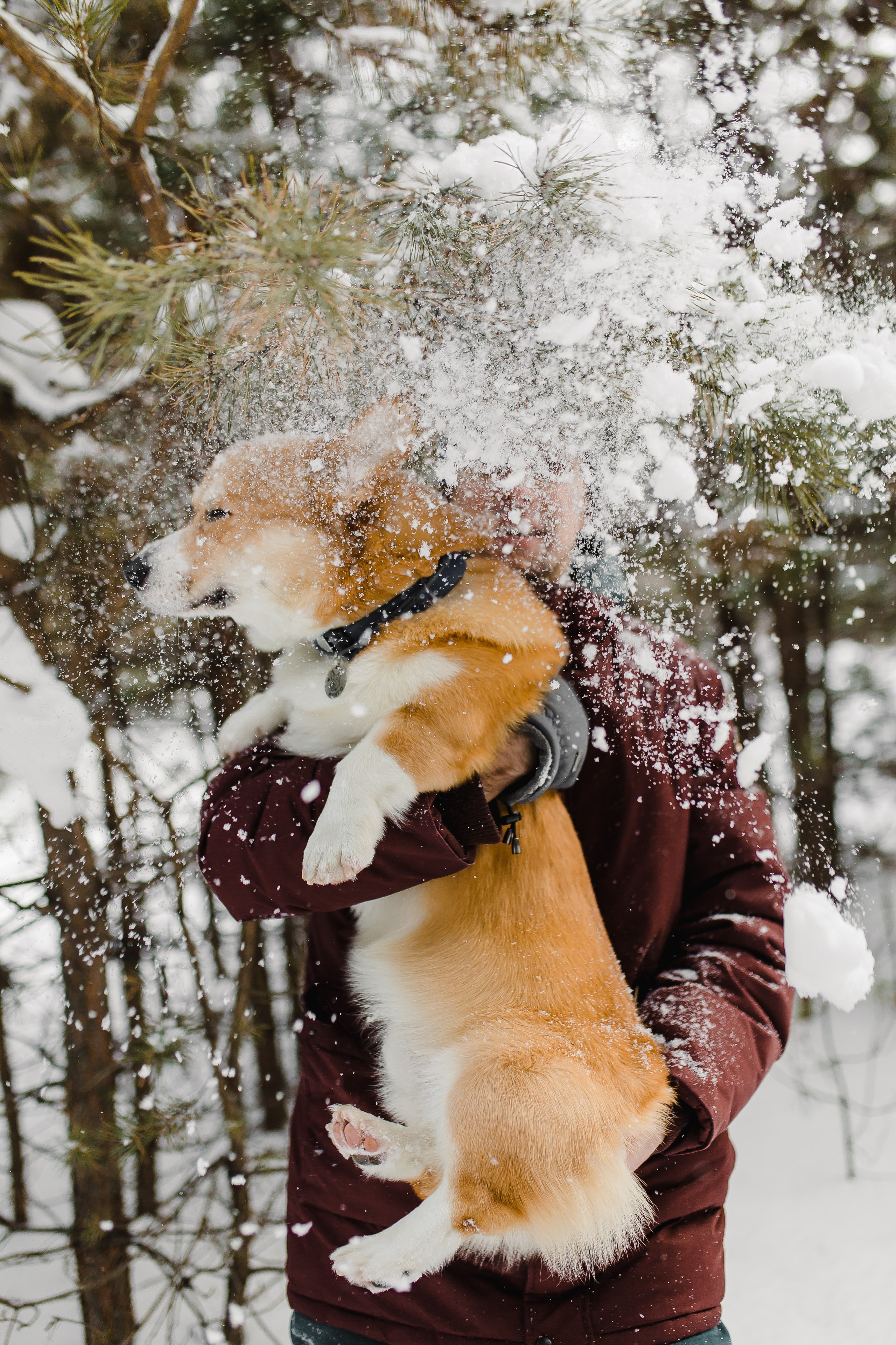 Дима и Даша. Свадебный и семейный фотограф в Томске Алексей