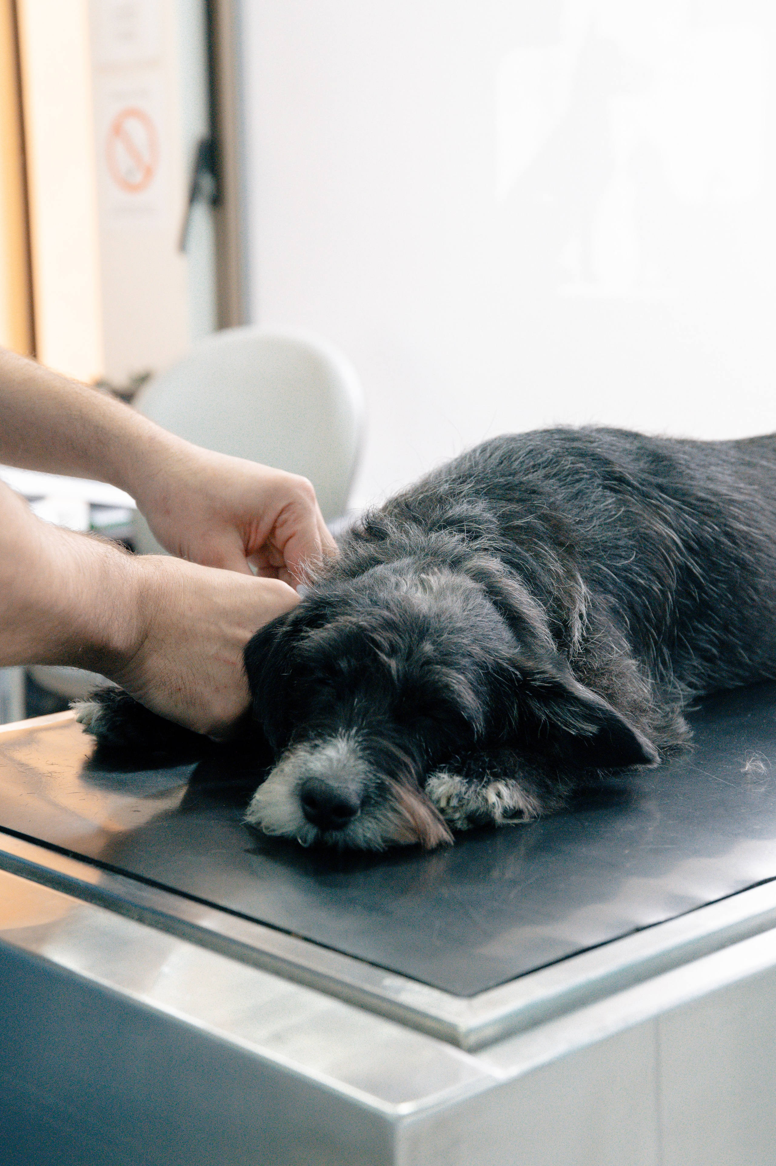 Veterinary clinic «LoyalVet». Art-photographer Ira Wind