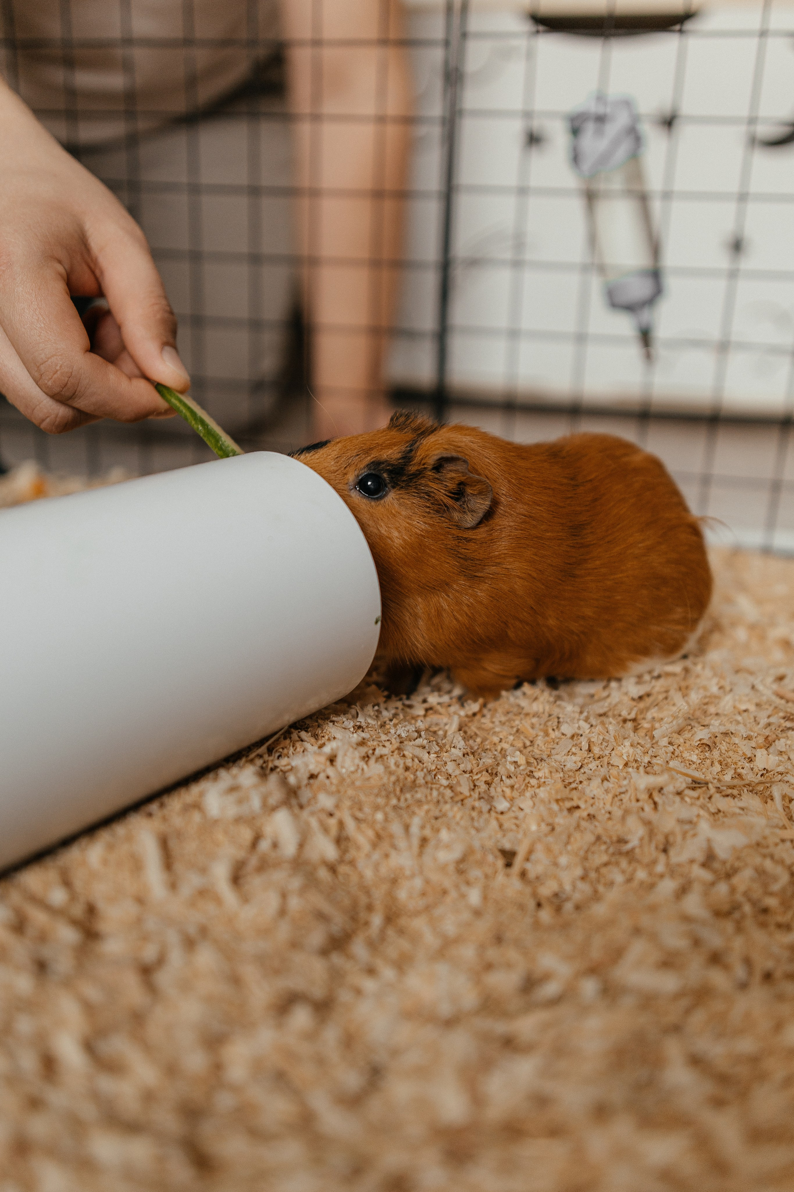 Есении годик. Главная