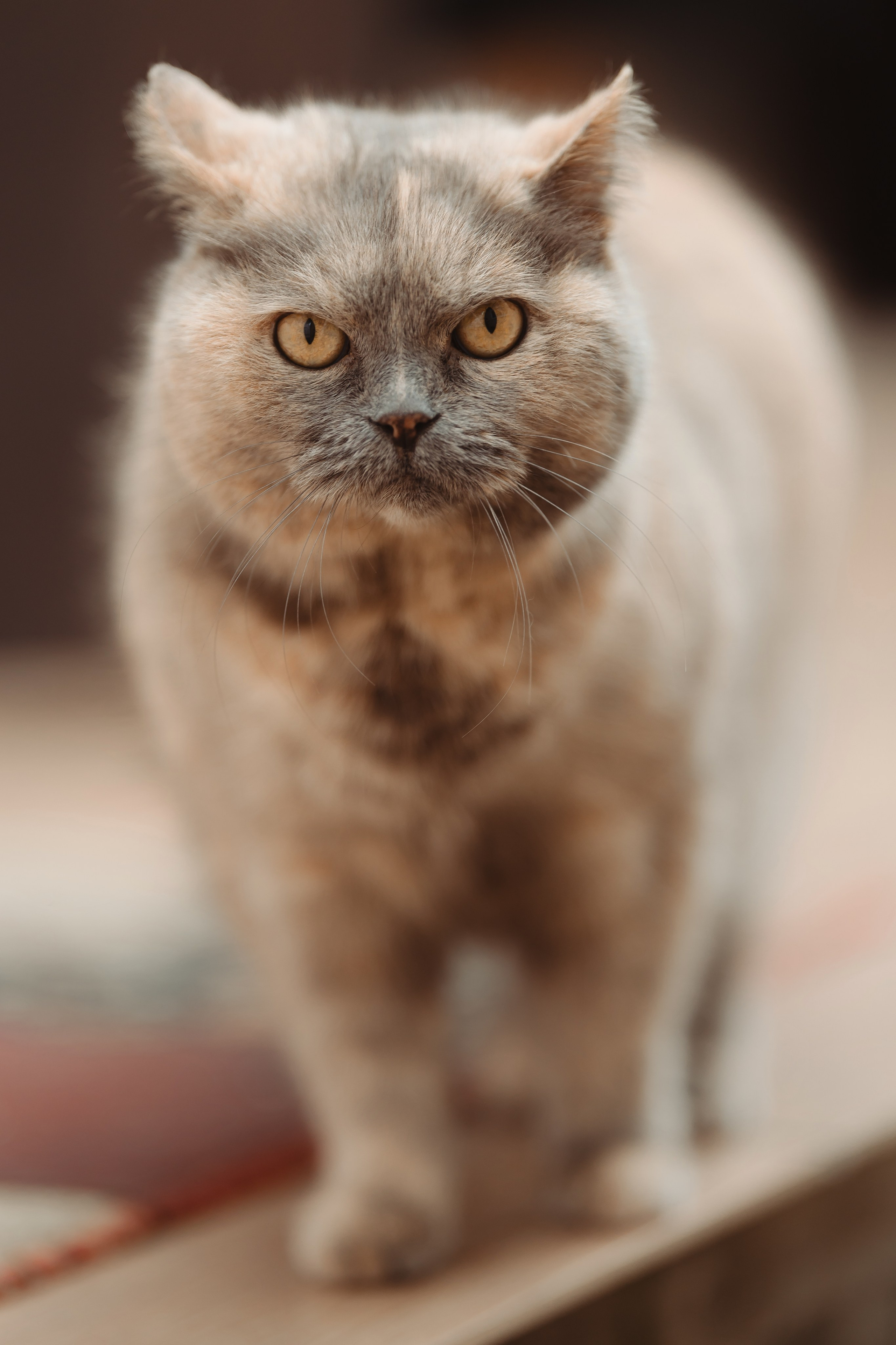 Азамат и Жанна. Свадебный и семейный фотограф | SVET.photo