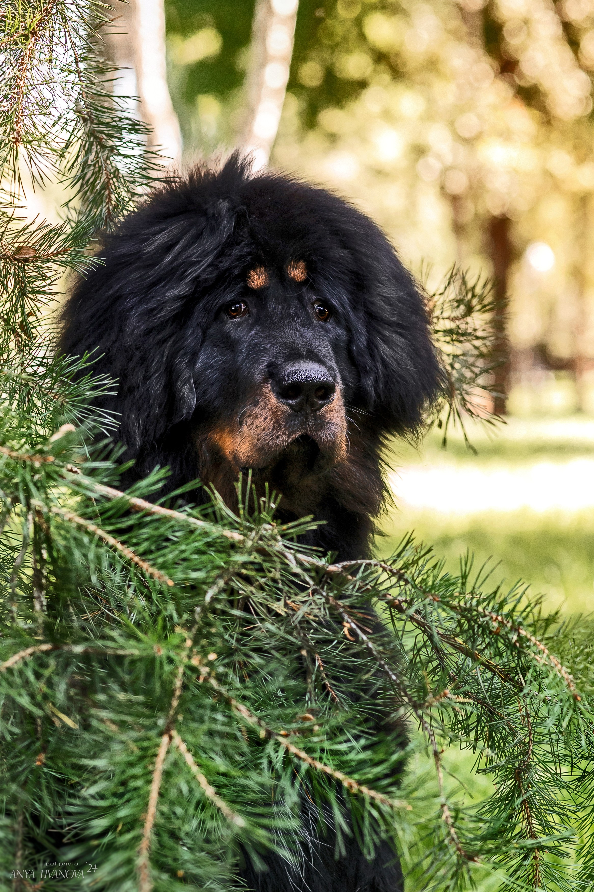 Адмирал. Фотограф анималист Аня Ливанова | Рыбинск