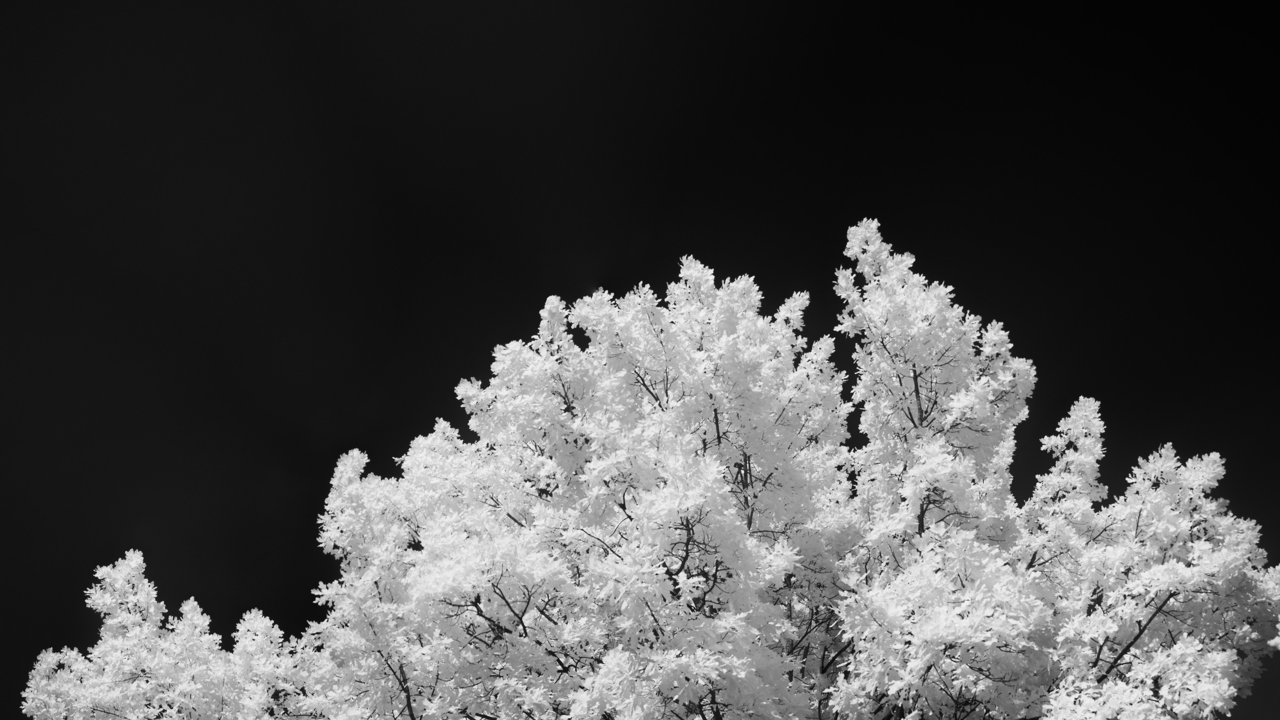 Infrared mono. AThumbnails