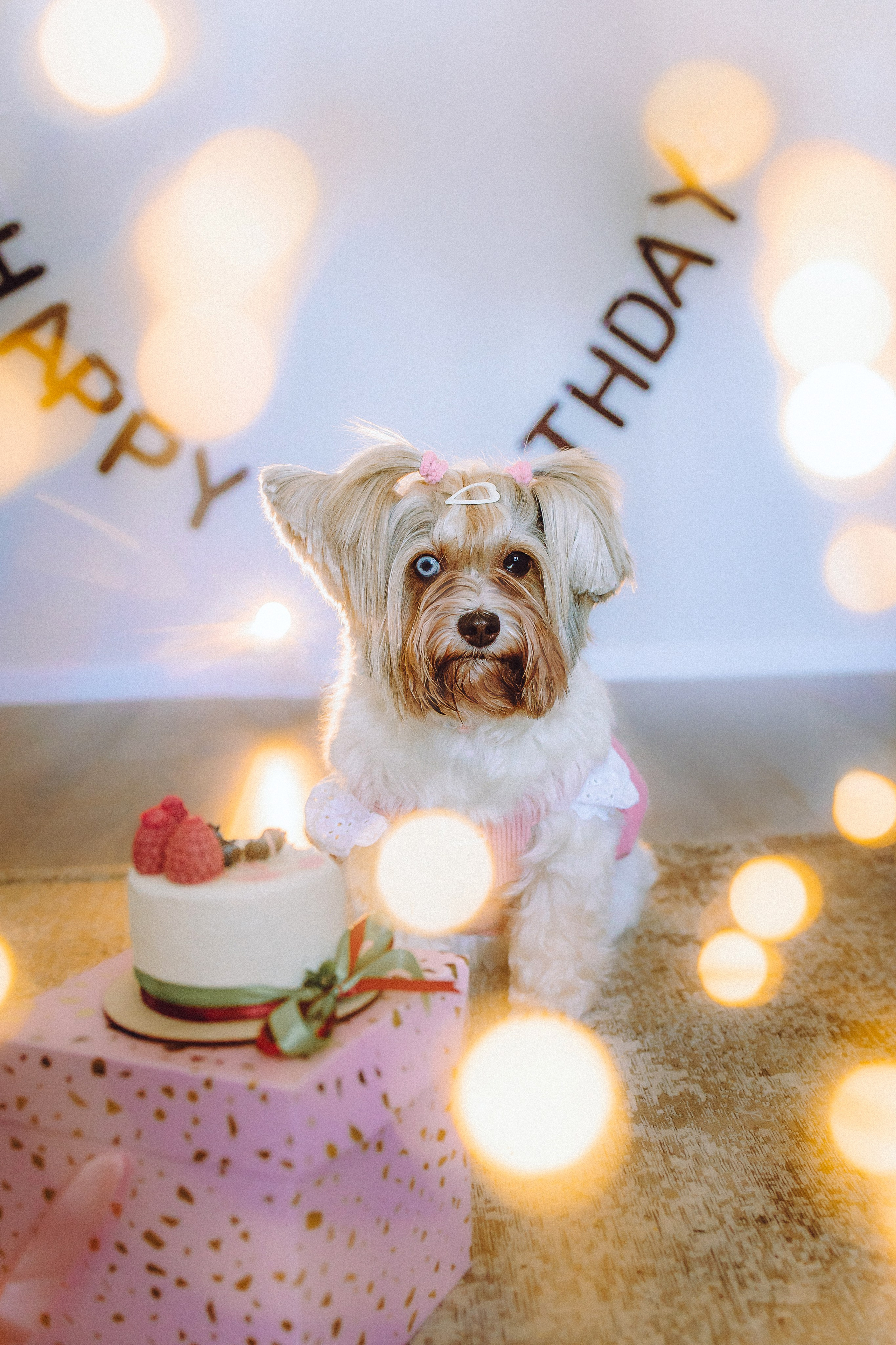 День Рождения Шу