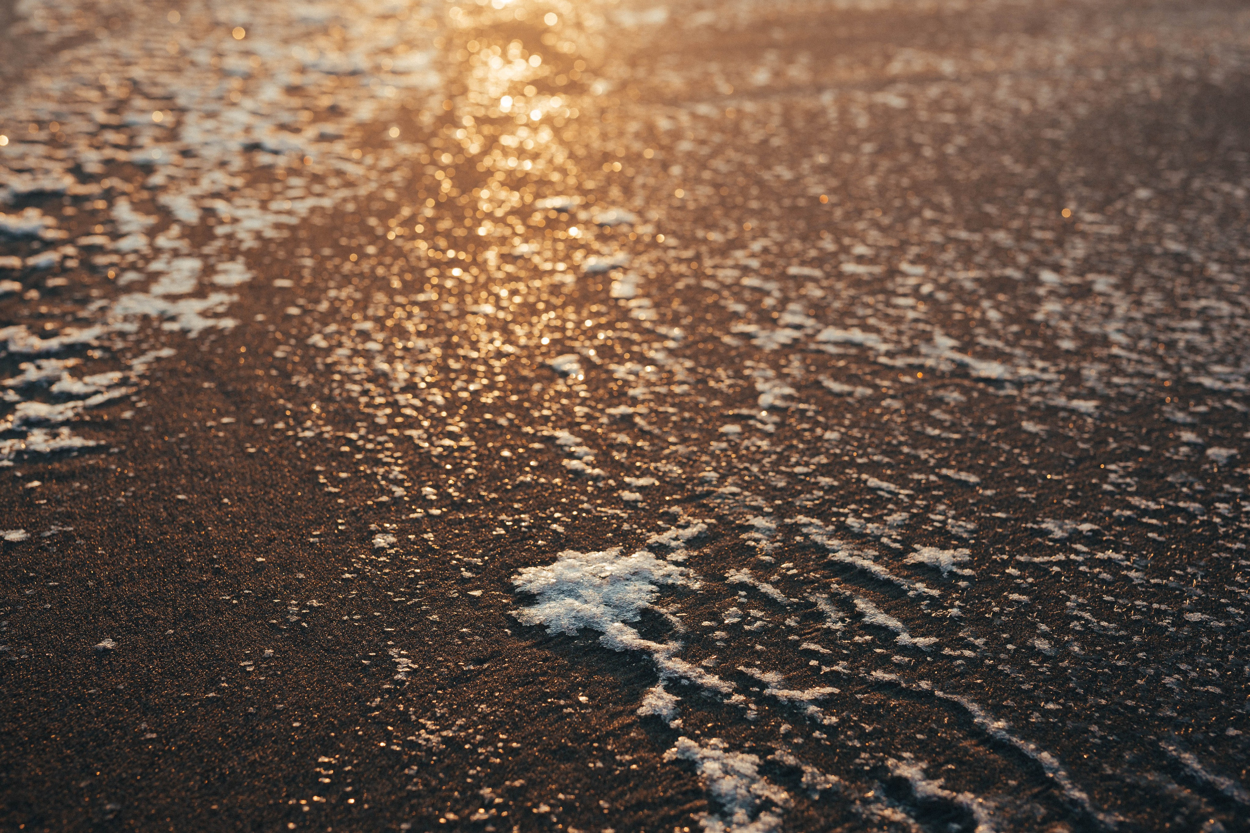 Море + ветер + чайки = Балтика. Фотограф Зеленоградск Красильникова Елена