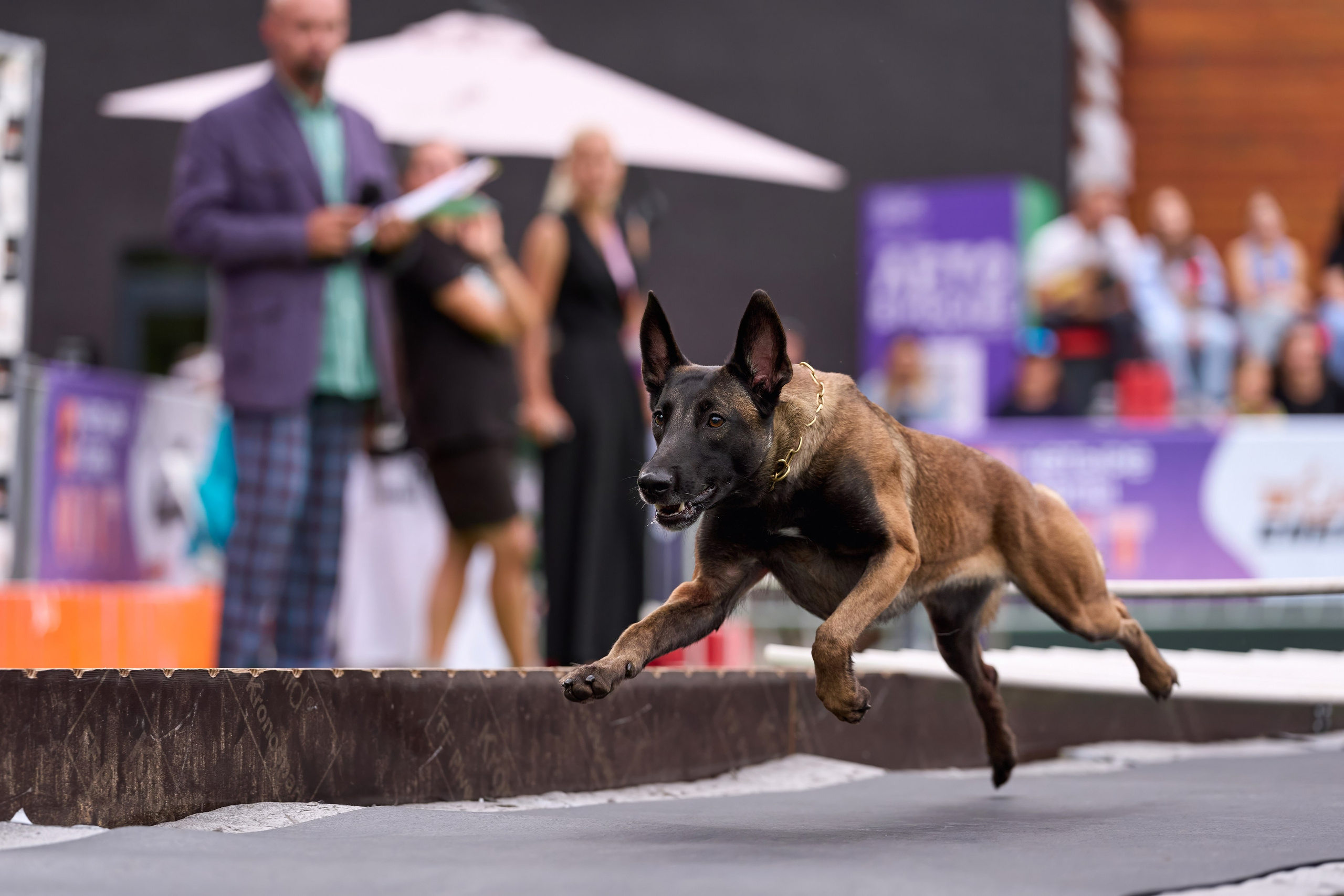 4 лапы Фест. Многоборье. Фотограф-анималист Михаил Манухин
