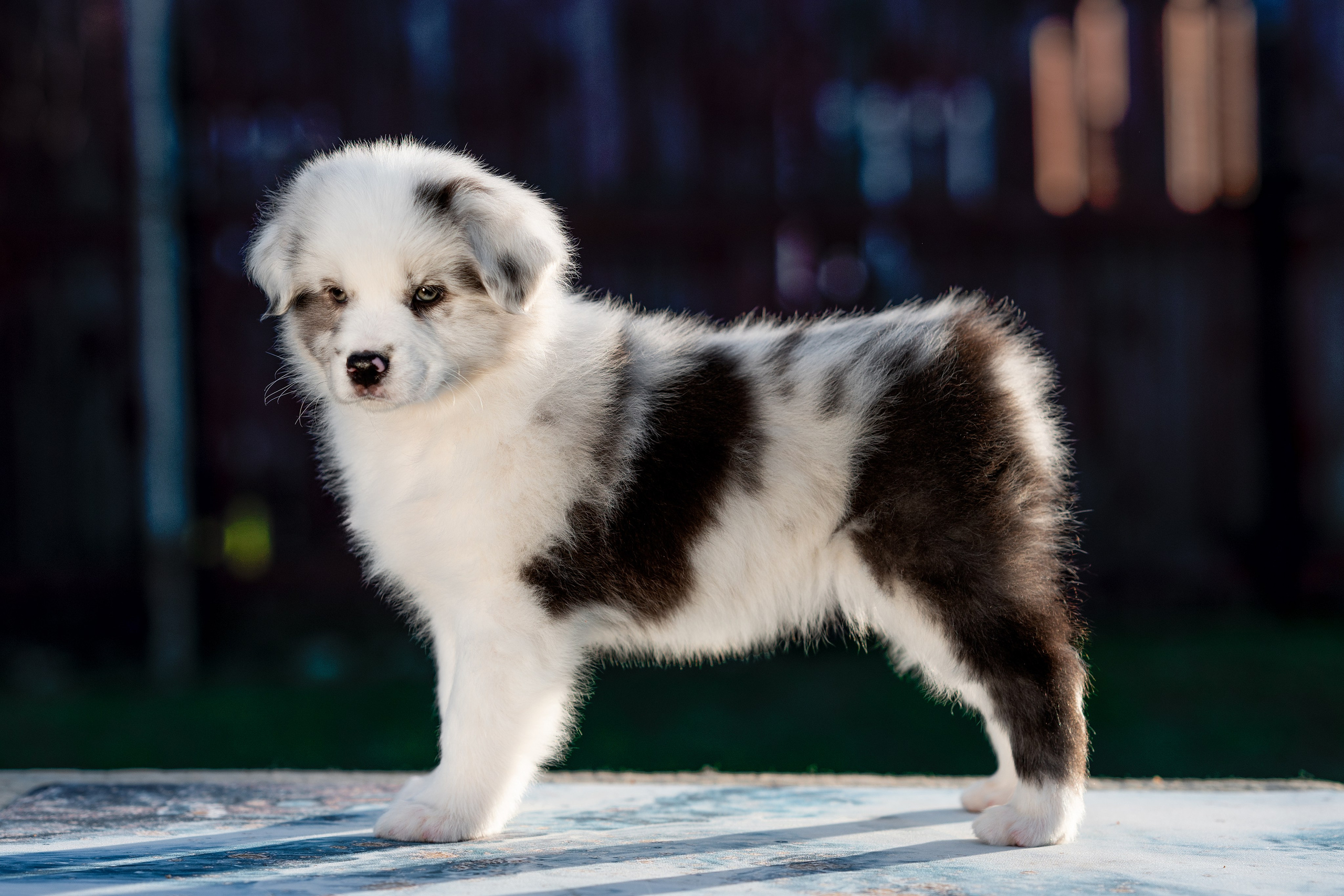 Заводчик Влада Эльман. Творческий фотограф Вологда