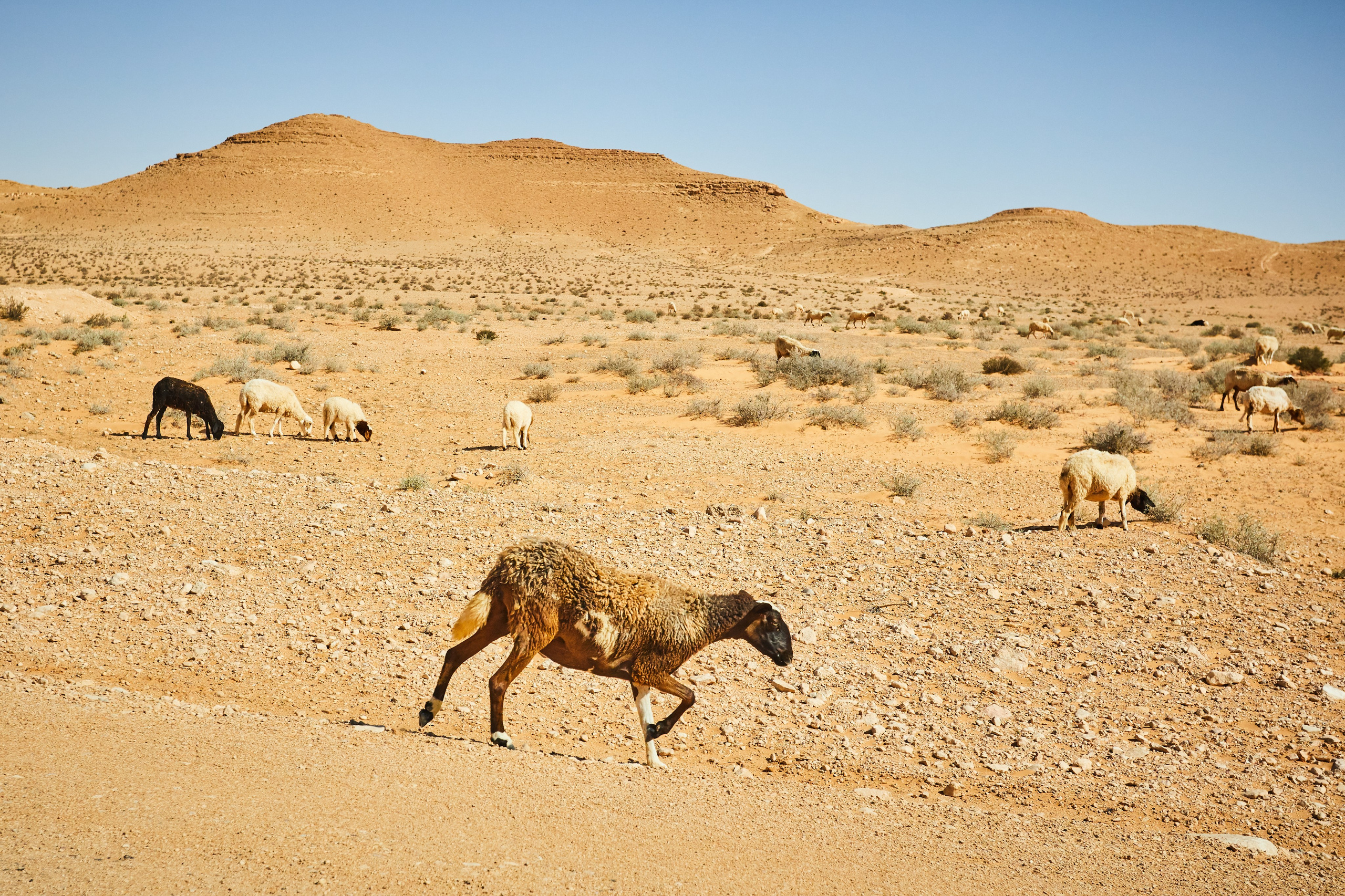 Тунис. Рекламный коммерческий фотограф в Москве Владимир Лукьянов