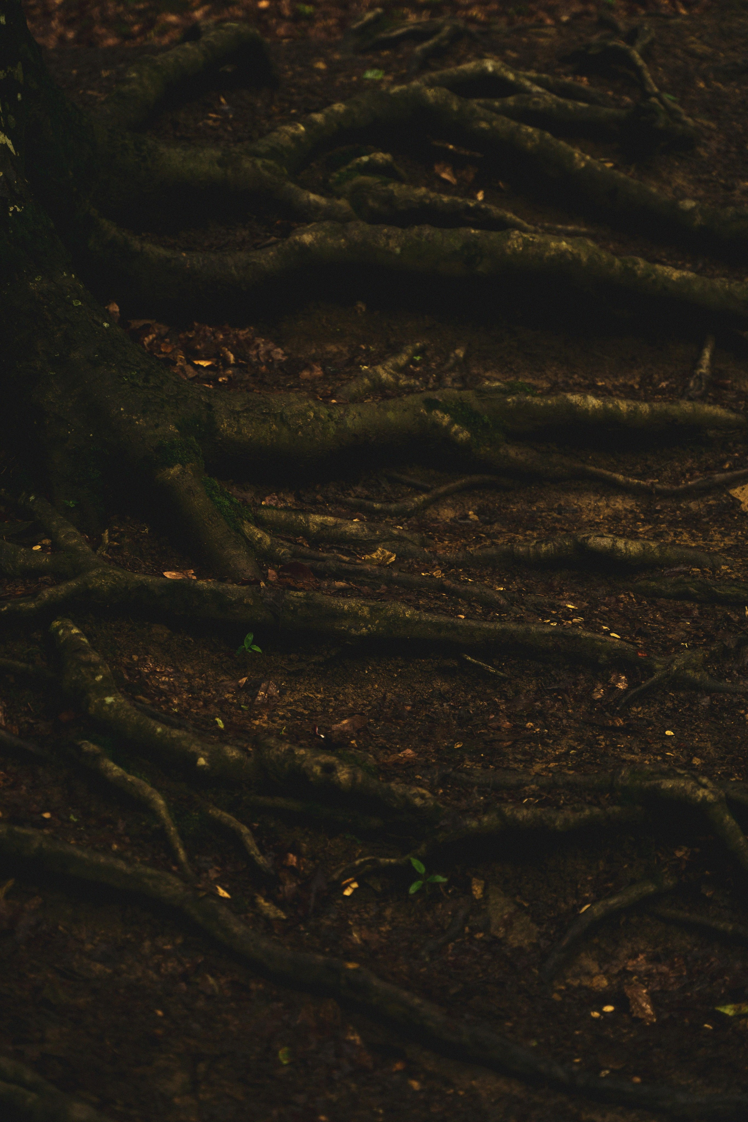 Горное озеро. Семен Соколов