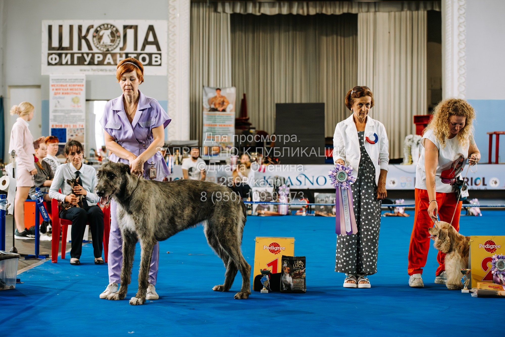 Национальная выставка собак всех пород ранга САС-IKU «Кубок Красноярск. Фотограф Диана Оленина Красноярск / Братск