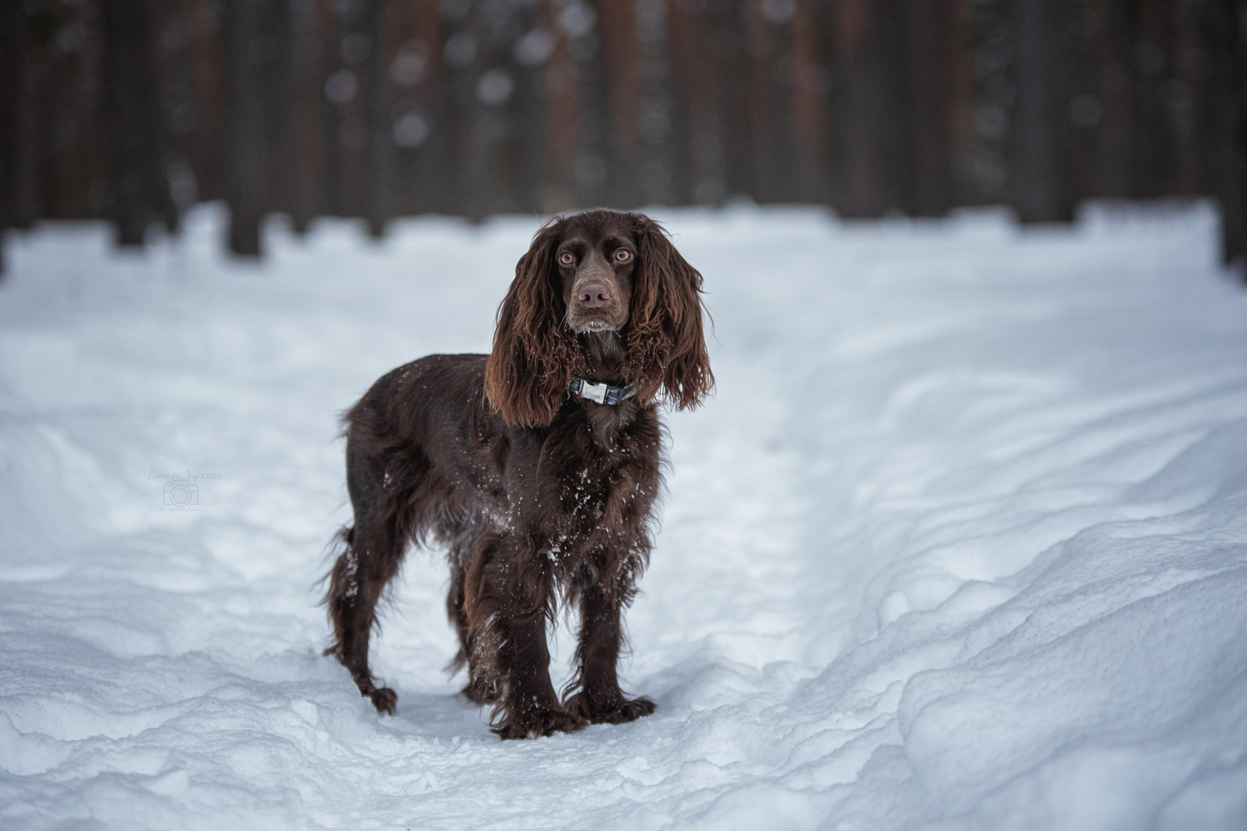 Собаки. Мотофотограф в Нижнем Новгороде Динара Зуйкова