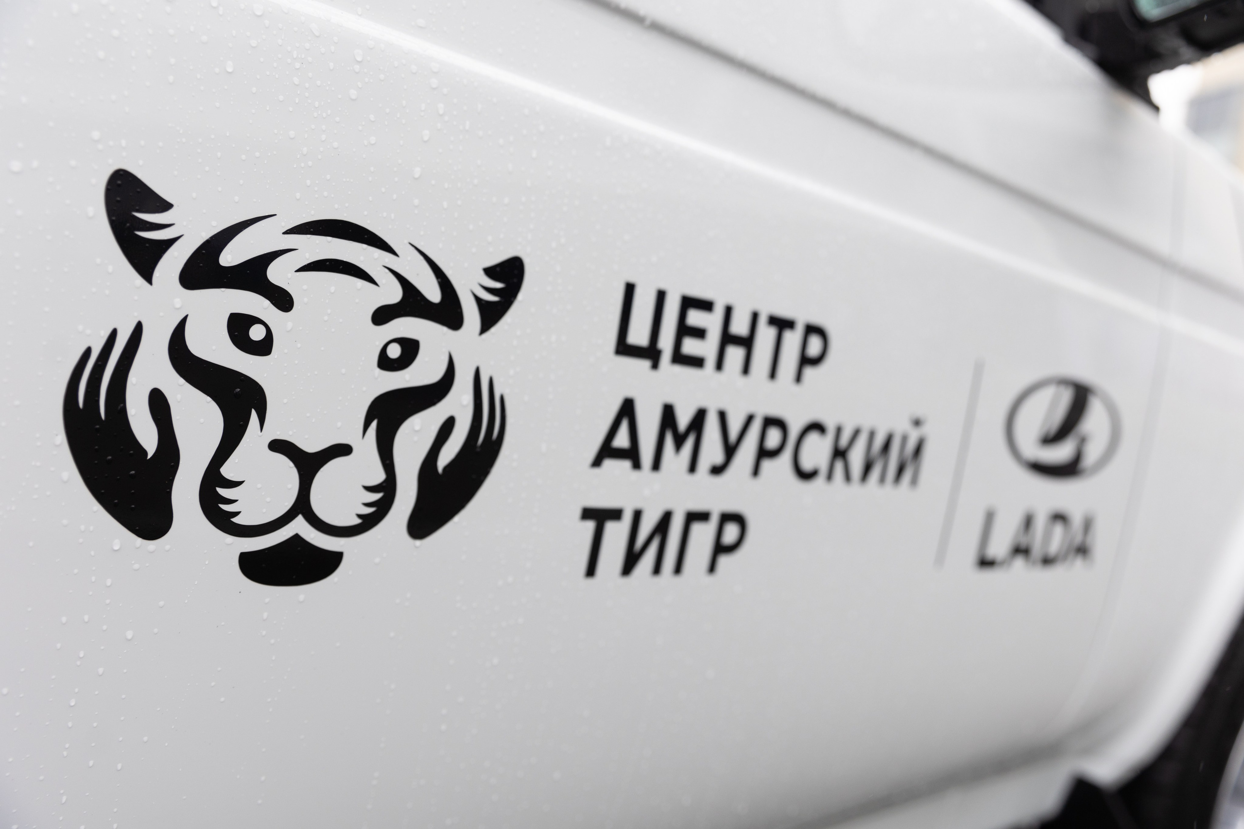 Амурский тигр. Репортажный фотограф во Владивостоке