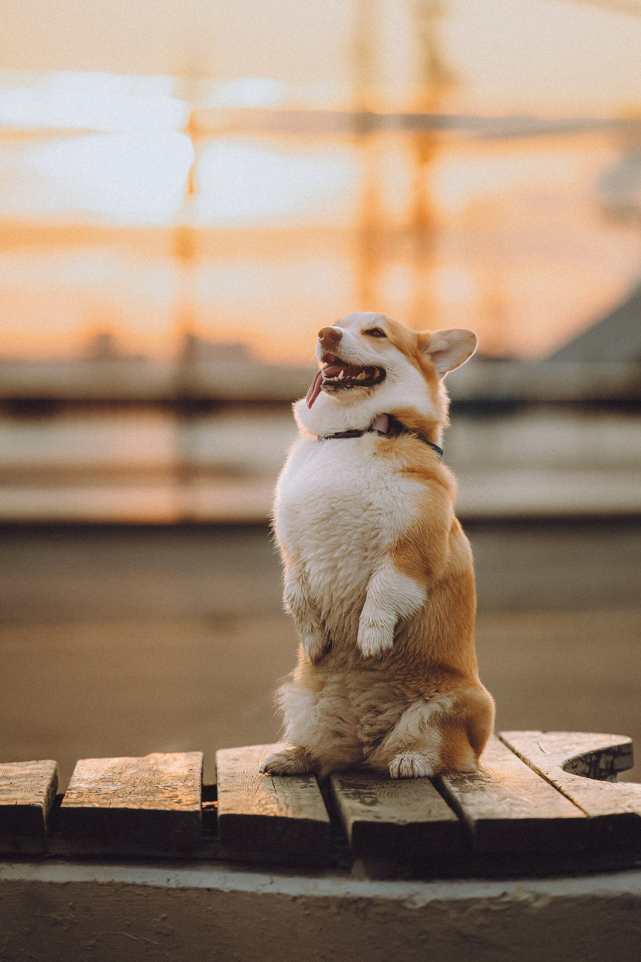 Пуговка и ее семья