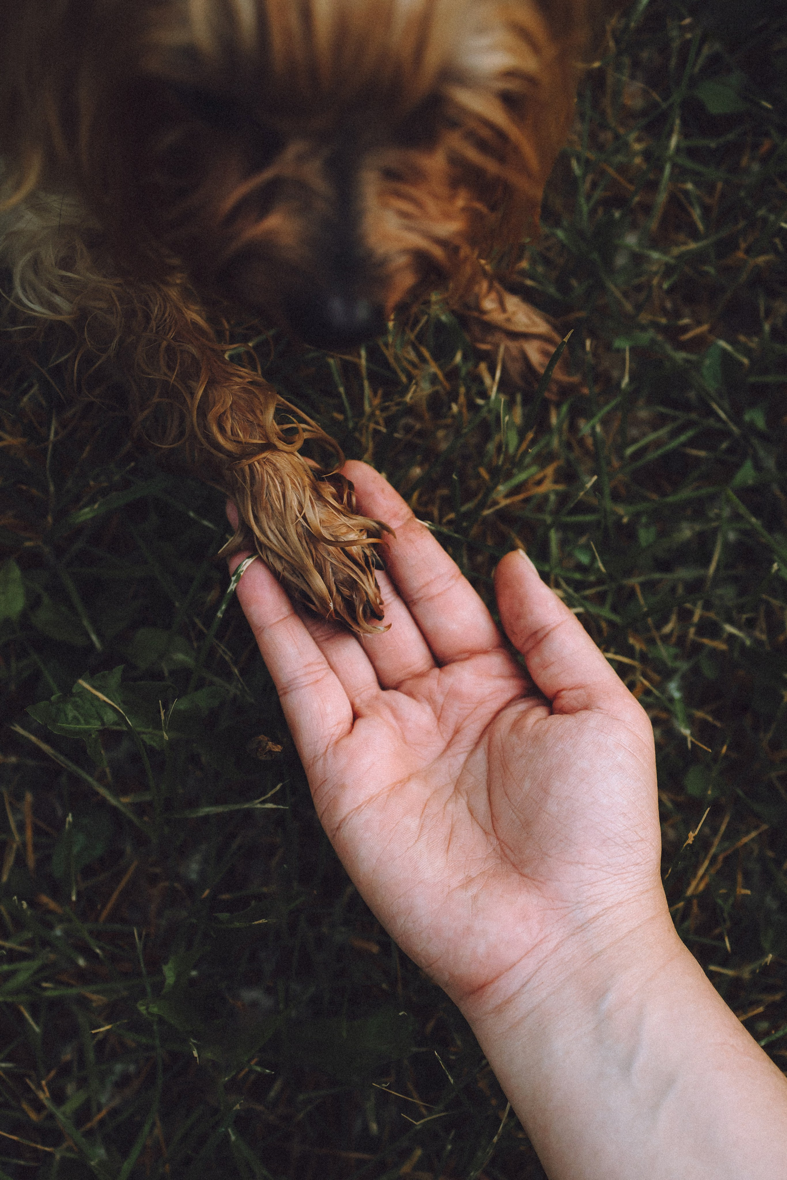 Даша и Дэзи