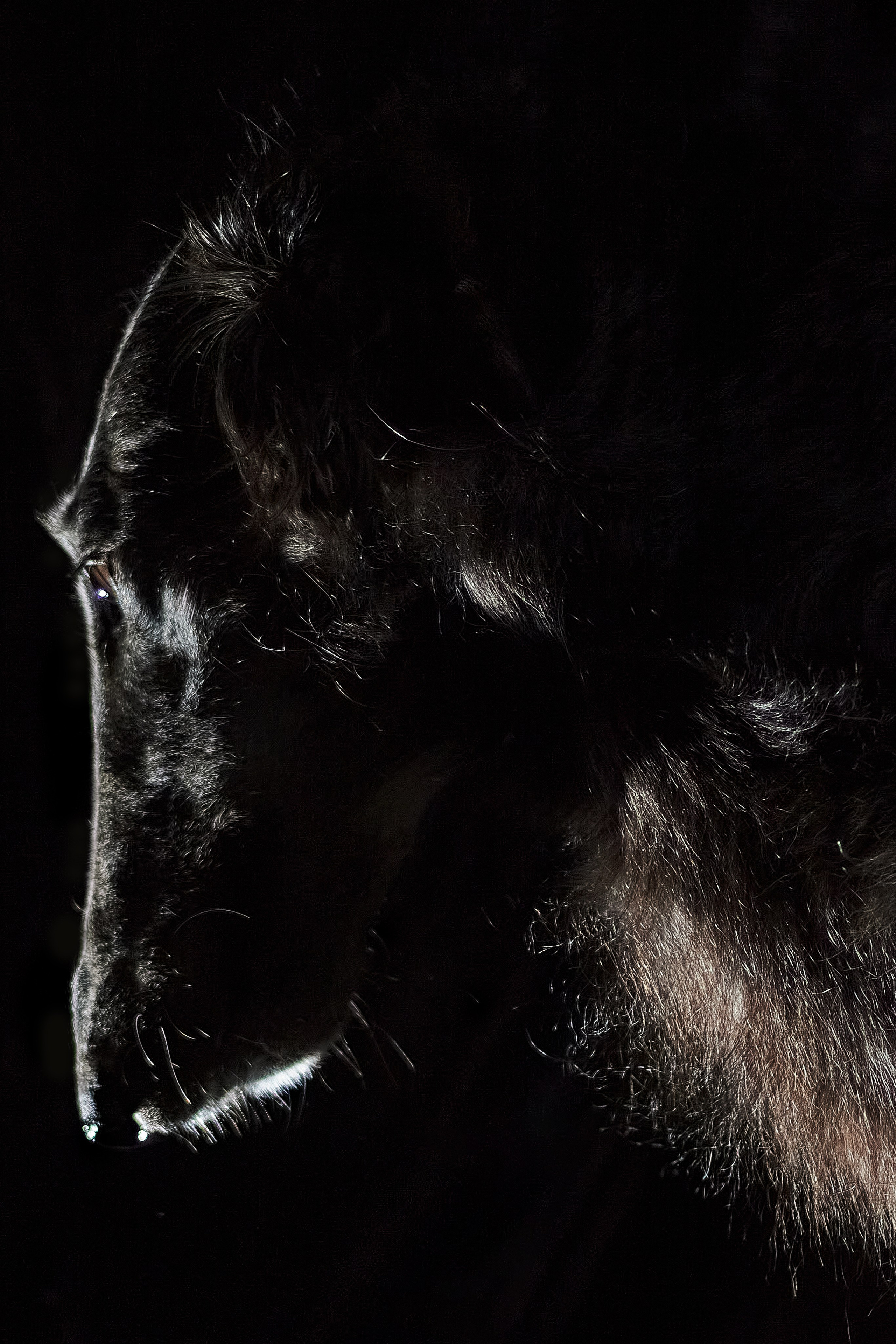 Фотосессия с животными. Фотограф анималист — Тула, Москва