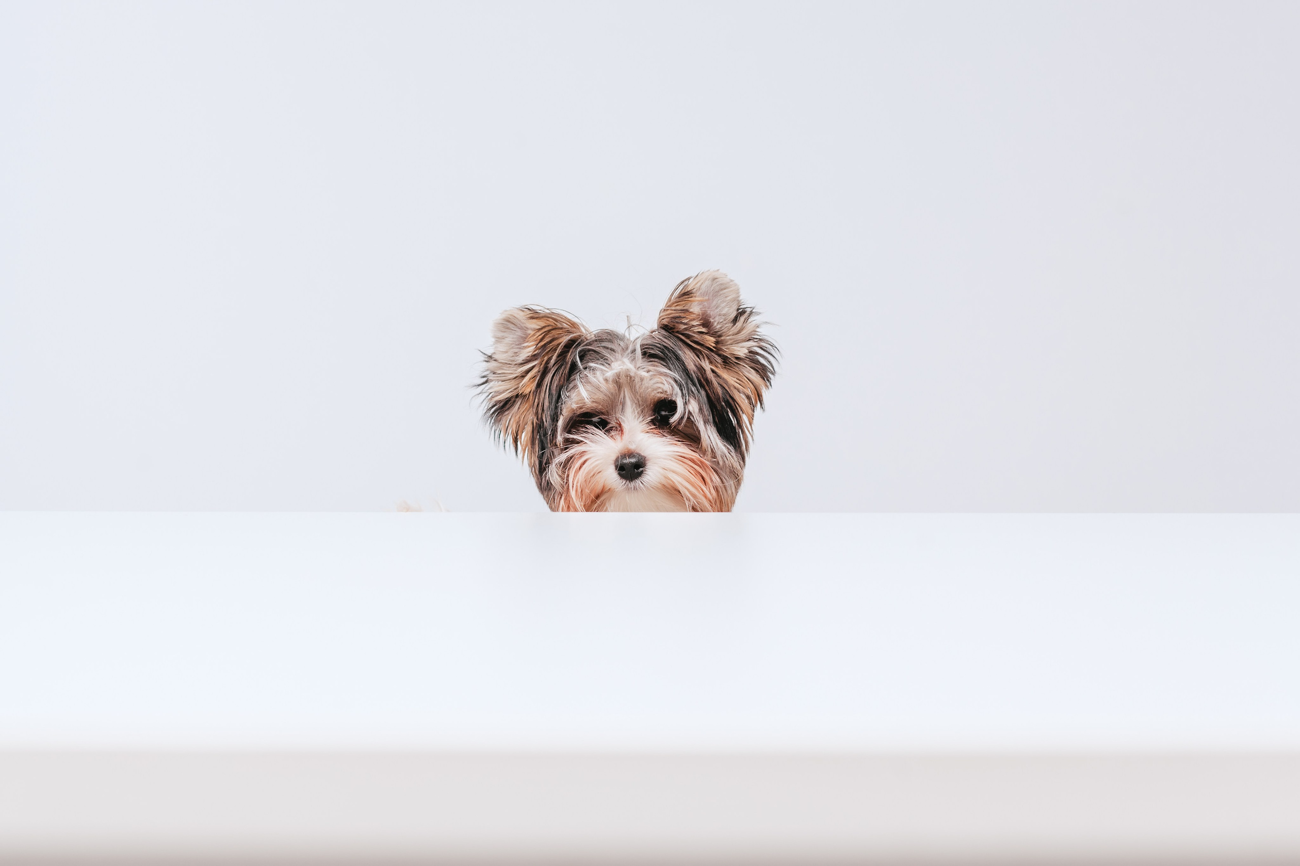 Студия близняшки. Фотограф-анималист Татьяна Степанова