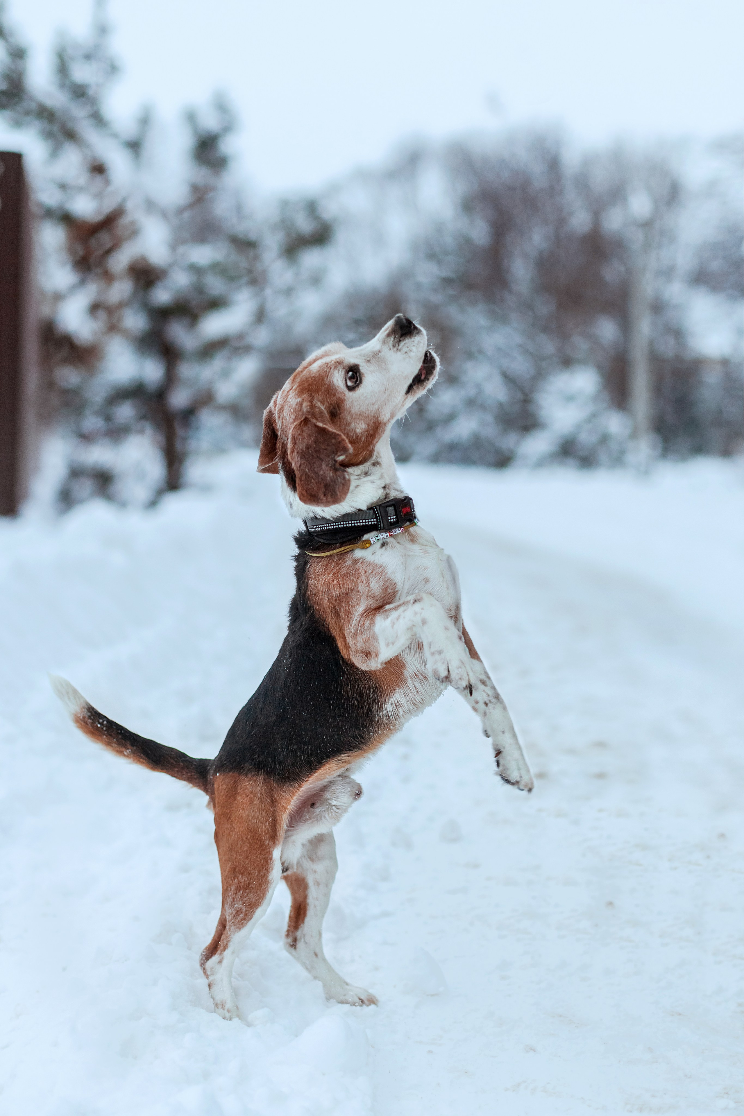 Дом для Биглей 2023. Фотограф-анималист Татьяна Степанова