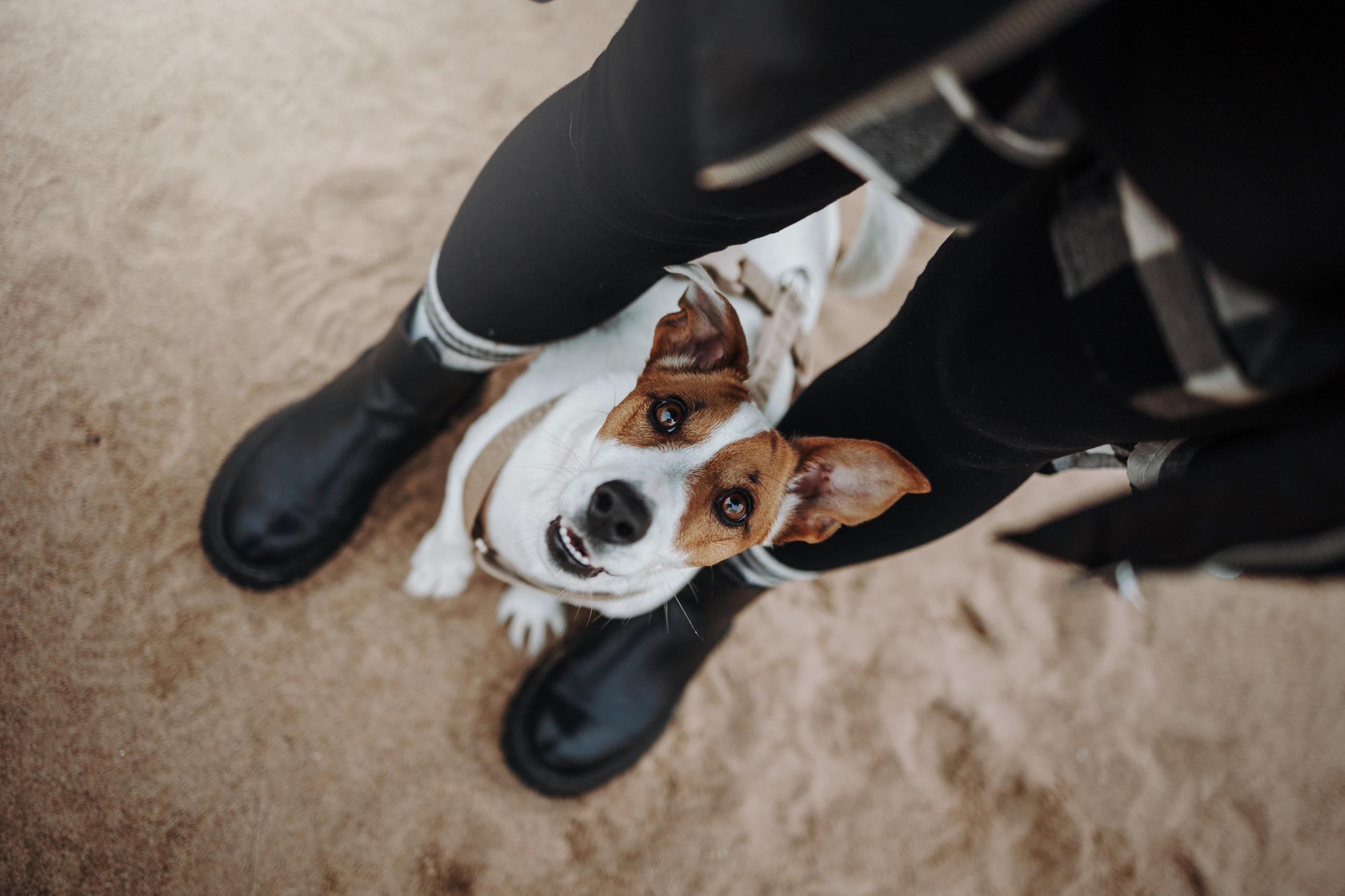 Саша и Джеки. Фотограф — Анималист | Санкт-Петербург