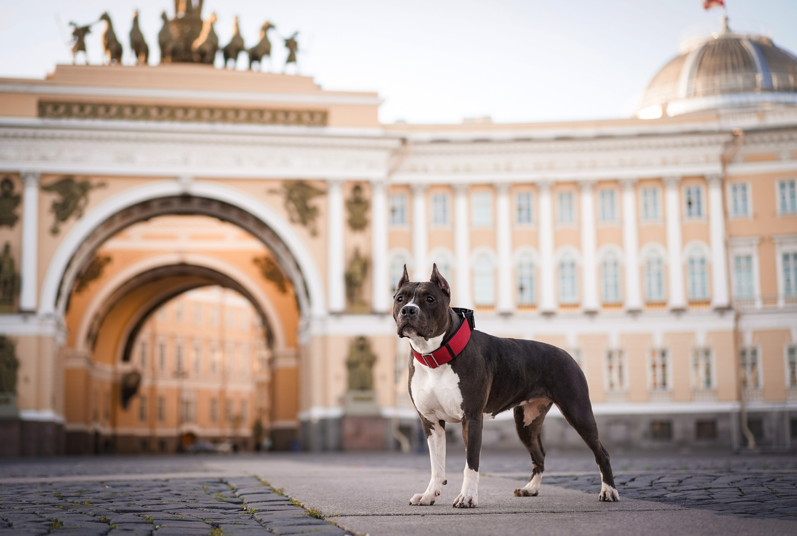 Аня Терентий и Кайли. Фотограф-анималист в Санкт-Петербурге Яна Мартынова