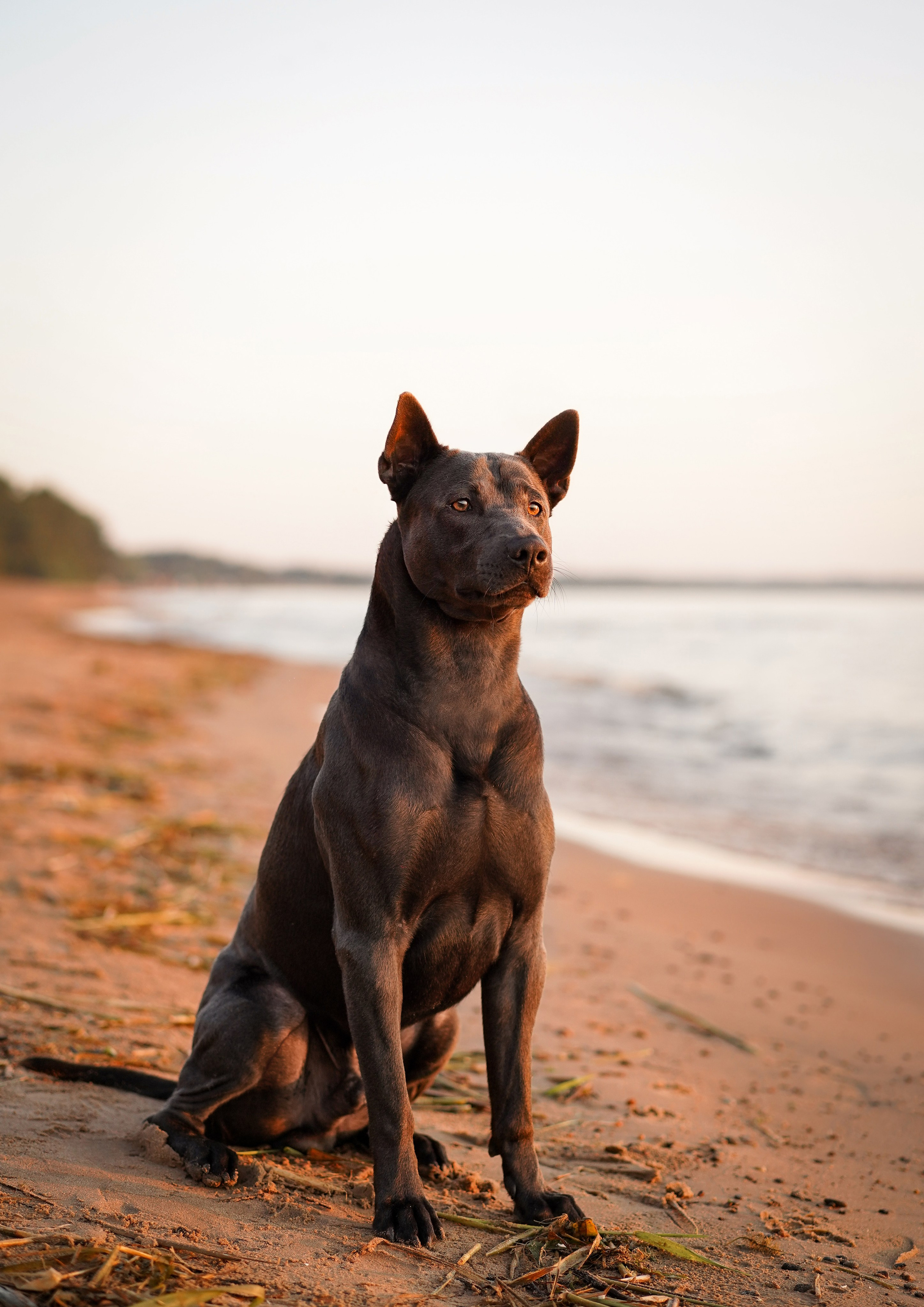 Вероника и Адам. Фотограф-анималист в Санкт-Петербурге Яна Мартынова