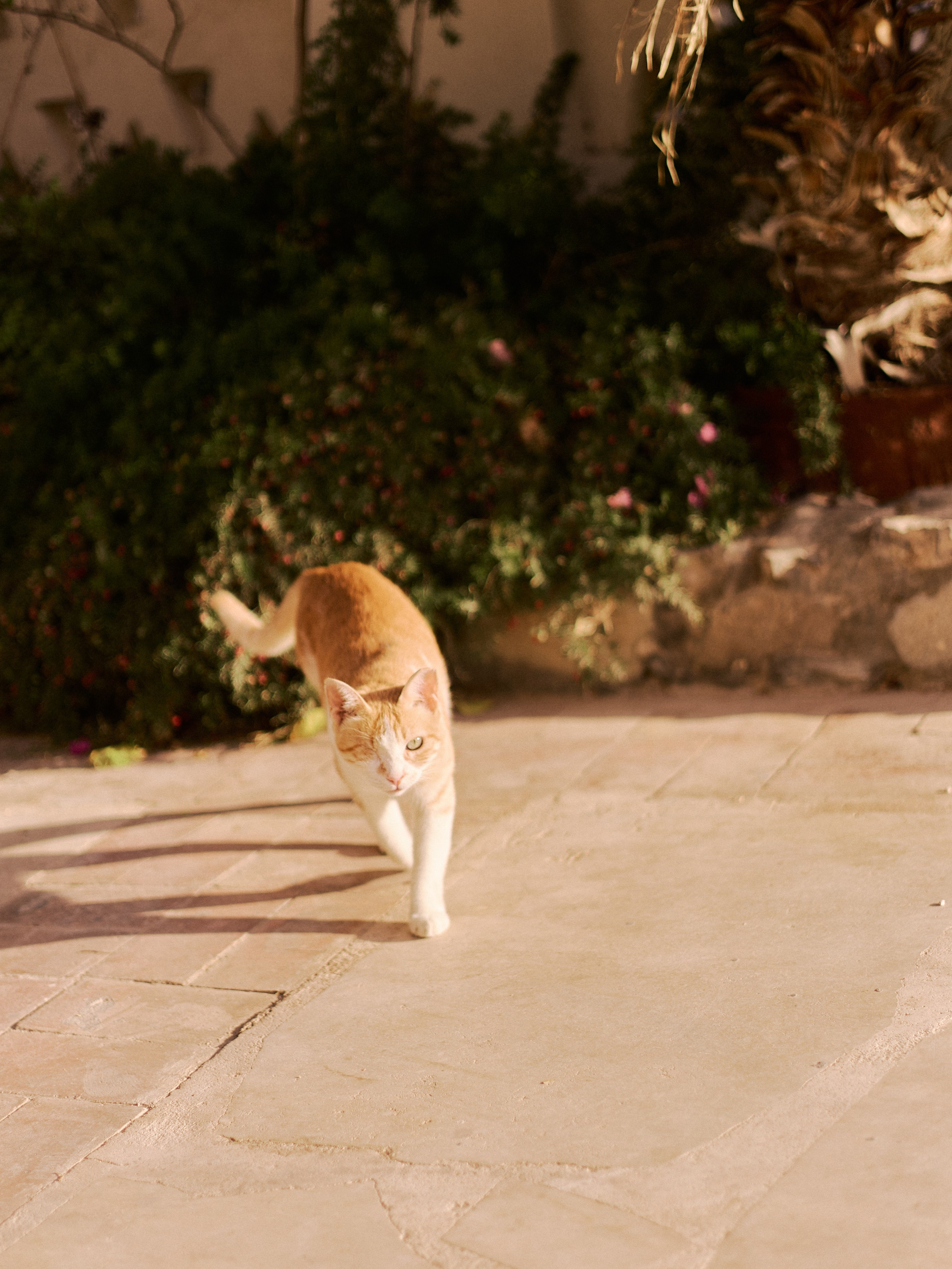 Другое 3. Jorgis Talè — photographer, kind person, teacher of arts and other mag